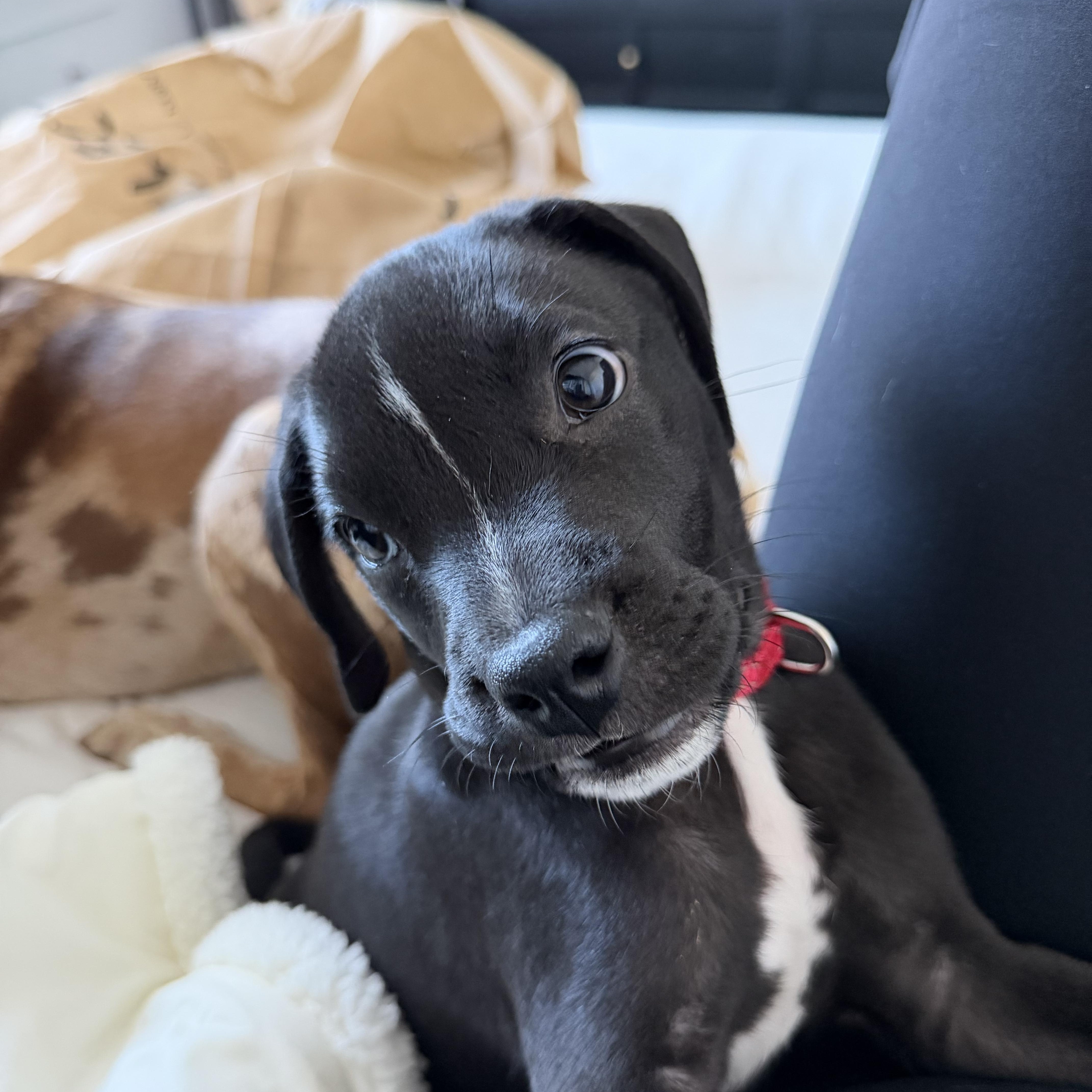 Enlarge Java, a Adopted mixed breed in Charlotte, NC image 4/4