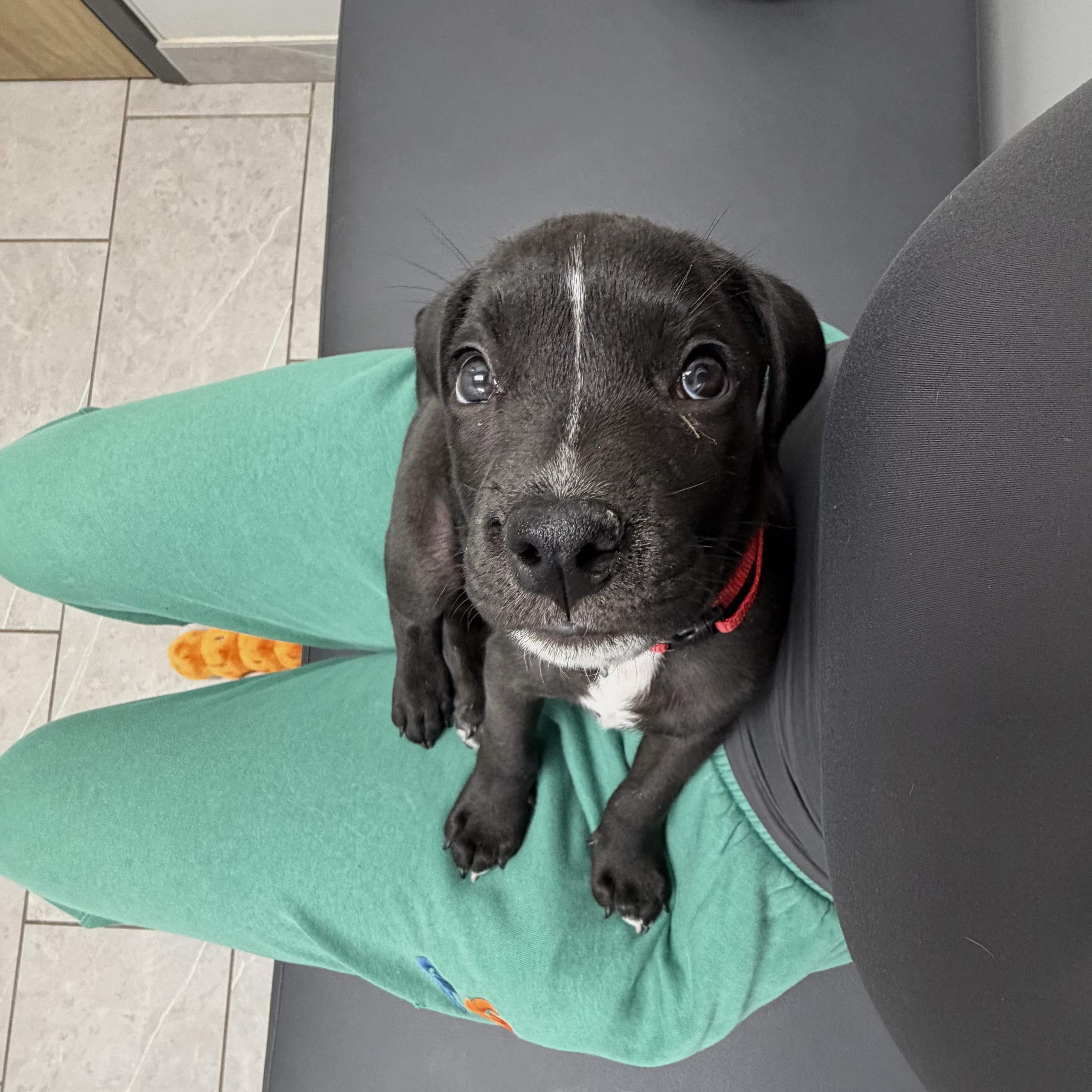 Enlarge Java, a Adopted mixed breed in Charlotte, NC image 2/4
