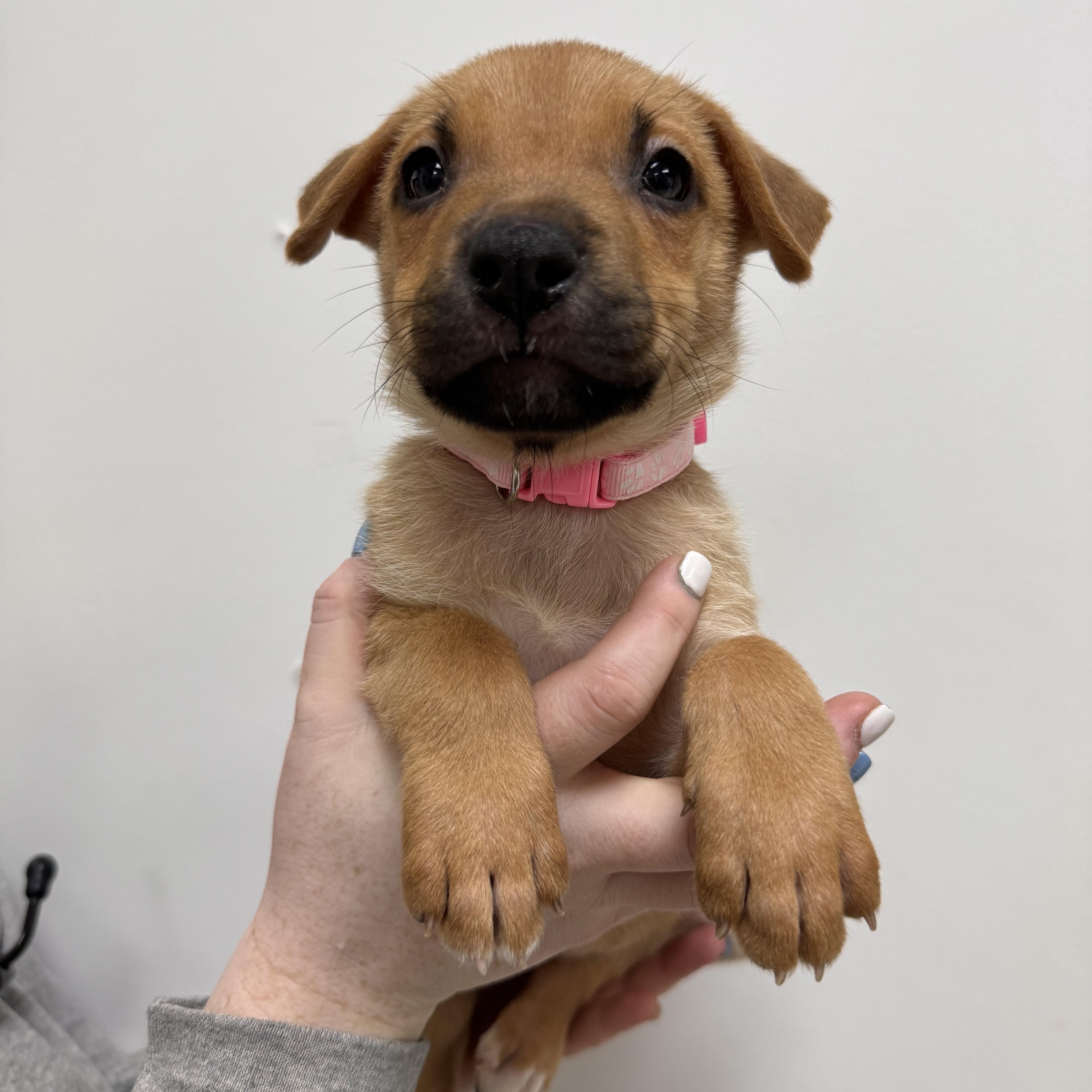 Marner, adopted, Puppy Female Mixed Breed.