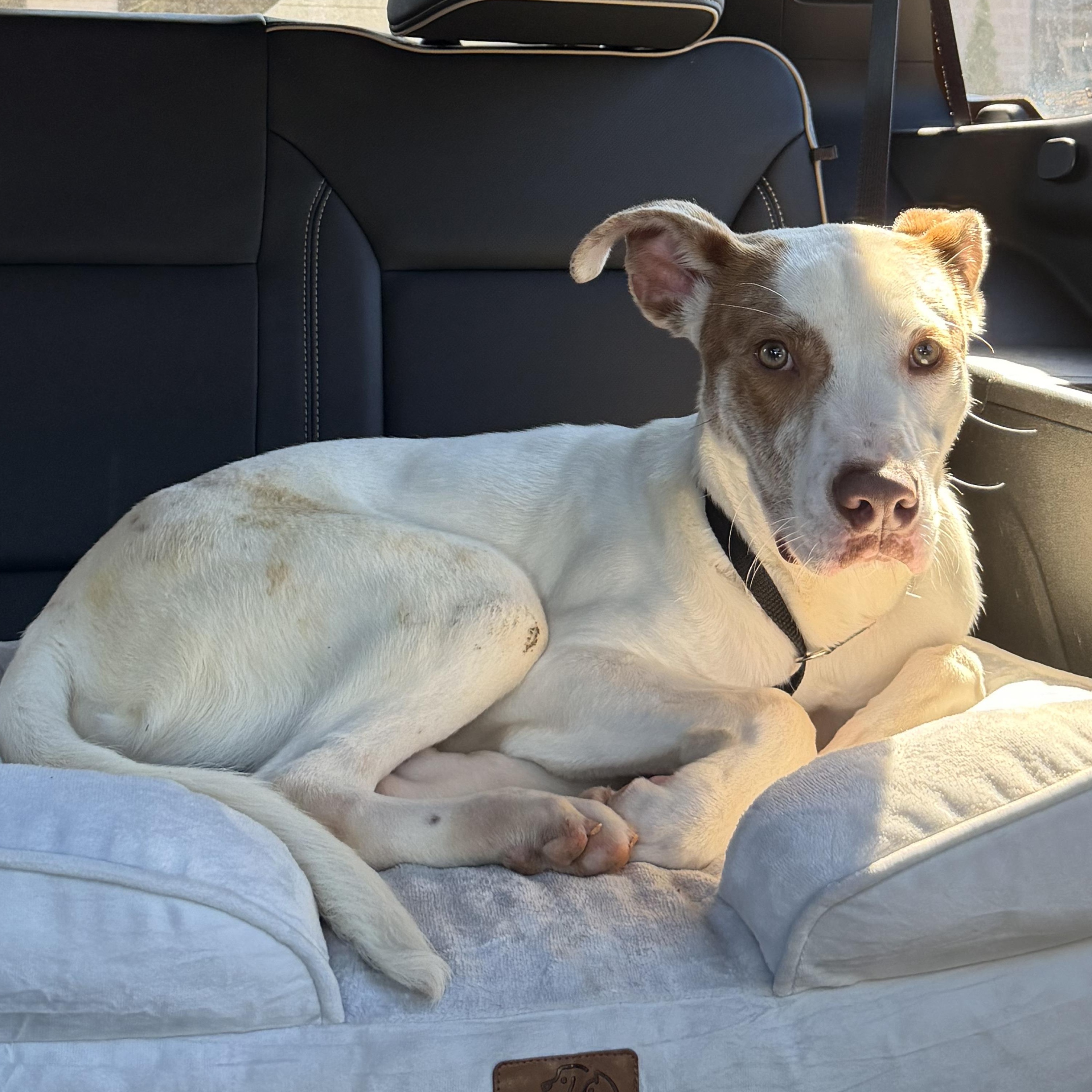 Simon, a ADOPTABLE mixed breed in Powder Springs, GA image 1/3