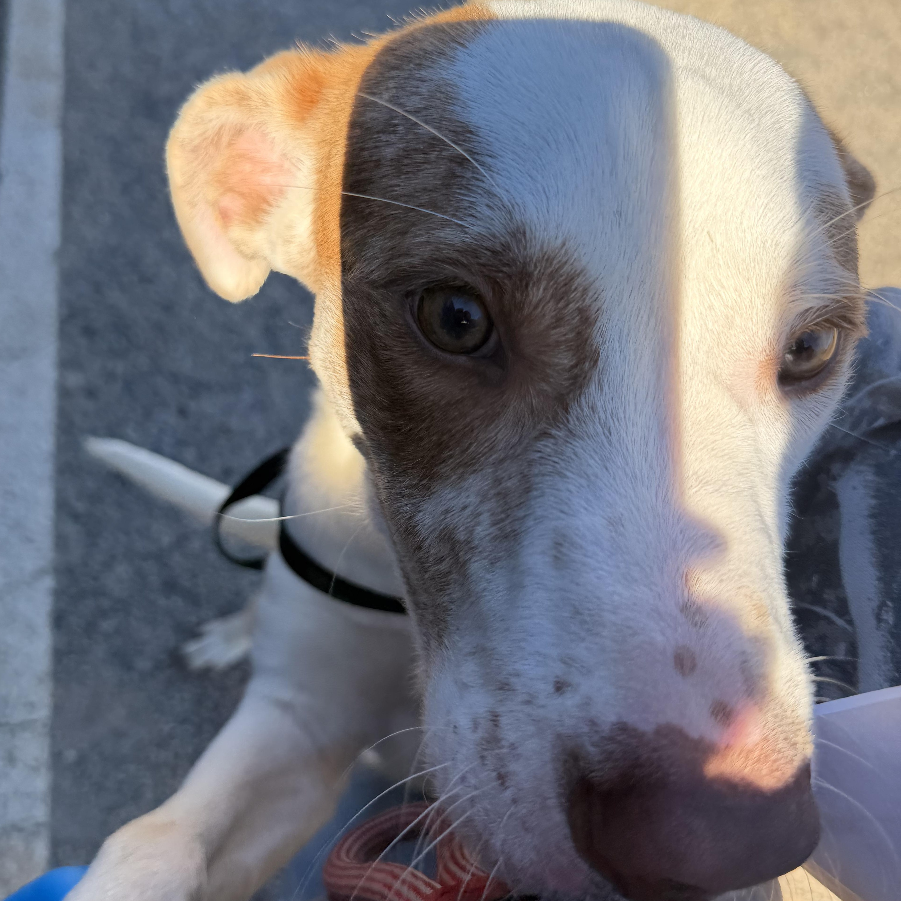 Simon, a ADOPTABLE mixed breed in Powder Springs, GA image 3/3