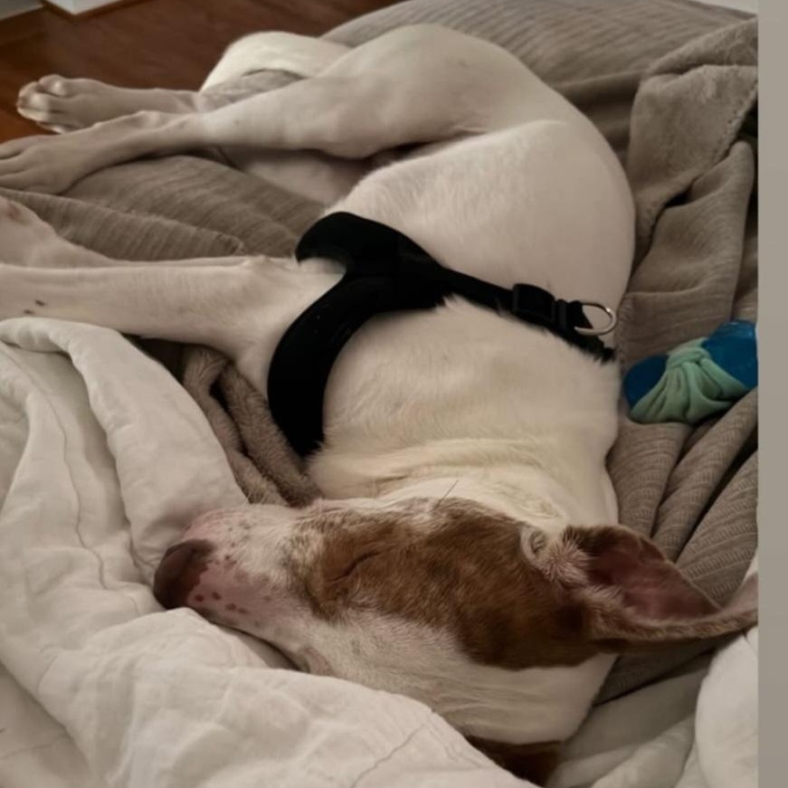 Simon, a ADOPTABLE mixed breed in Powder Springs, GA image 2/3