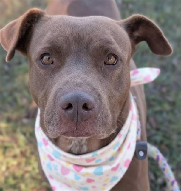 Enlarge NAVEEN, a Adoptable Mixed Breed in Jacksonville, FL image 1/1