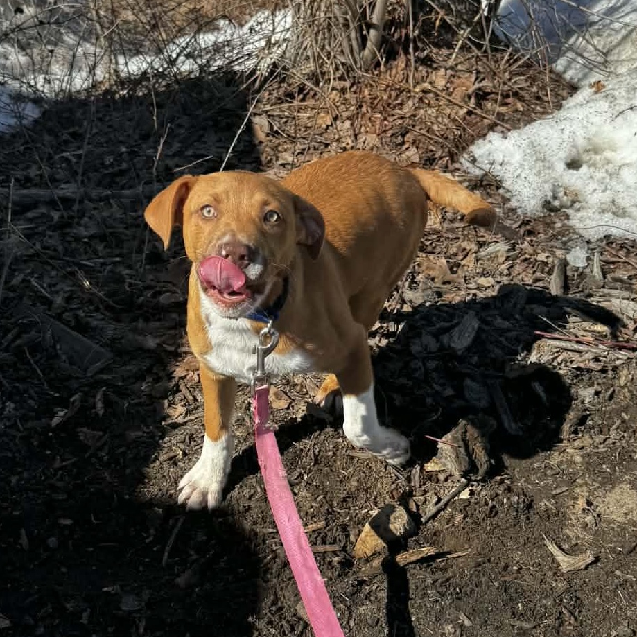 Enlarge Neutron Star, a Adoptable mixed breed in Portland, ME image 2/6