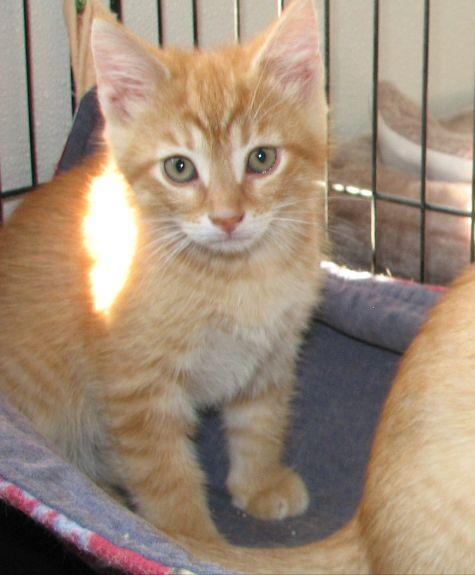#5397 Copper