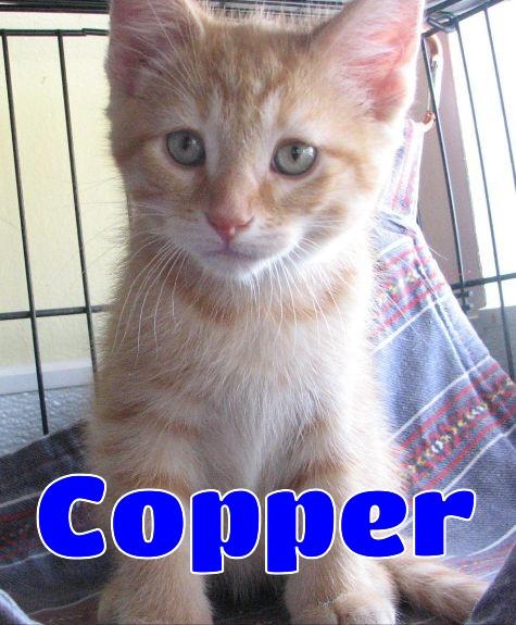 #5397 Copper photo 2