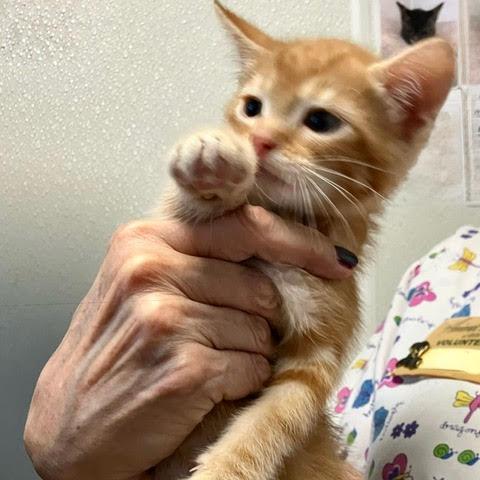 Louie