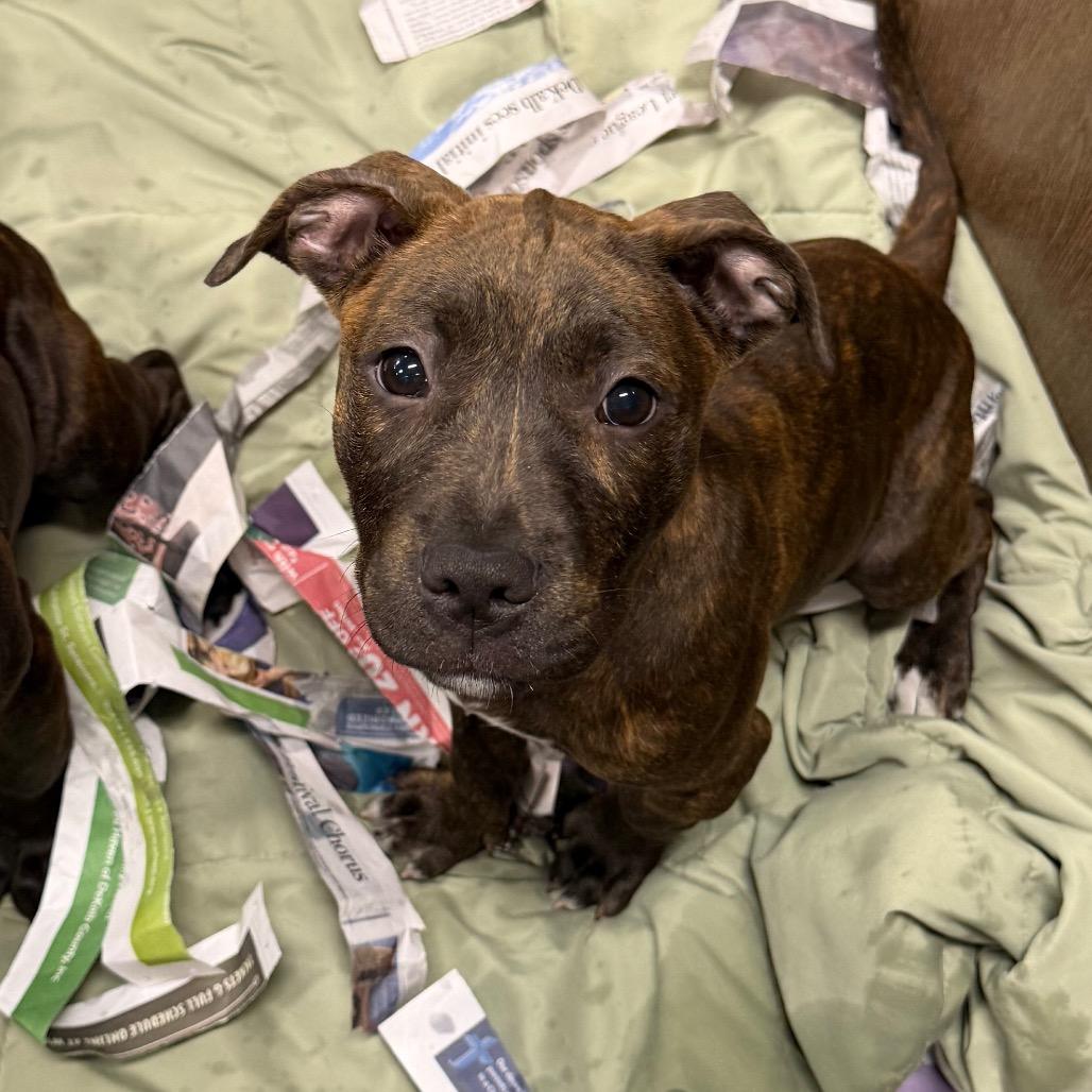 Liberty, Adoptable, Puppy Female Mixed Breed.