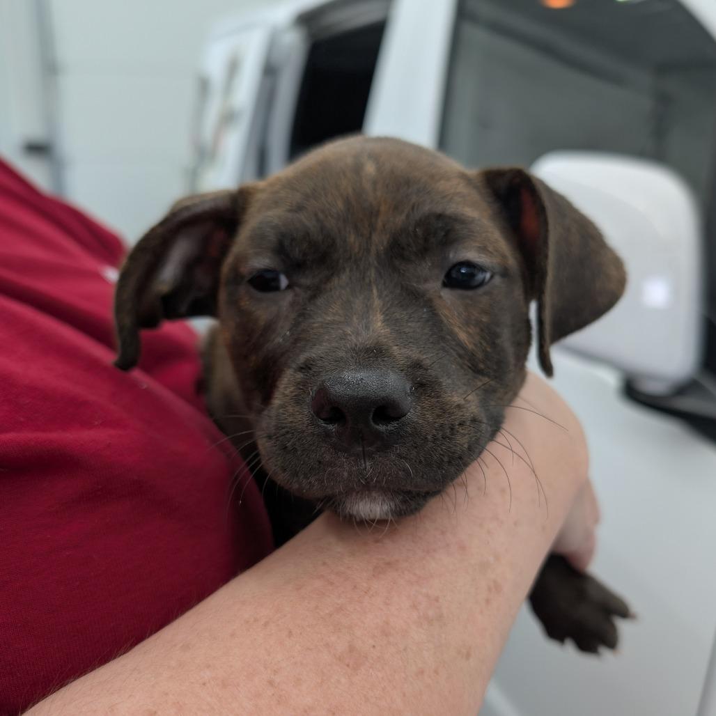 Liberty, a Adoptable Mixed Breed in DeKalb, IL image 2/3