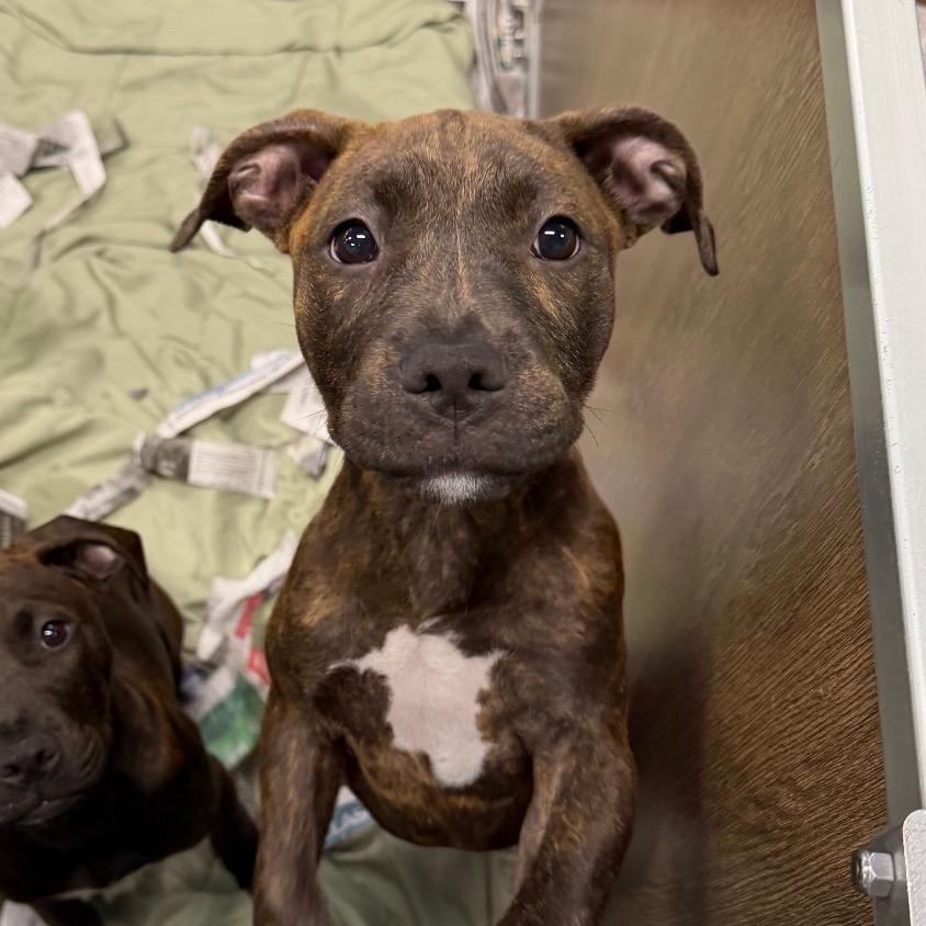 Liberty, a Adoptable Mixed Breed in DeKalb, IL image 3/3