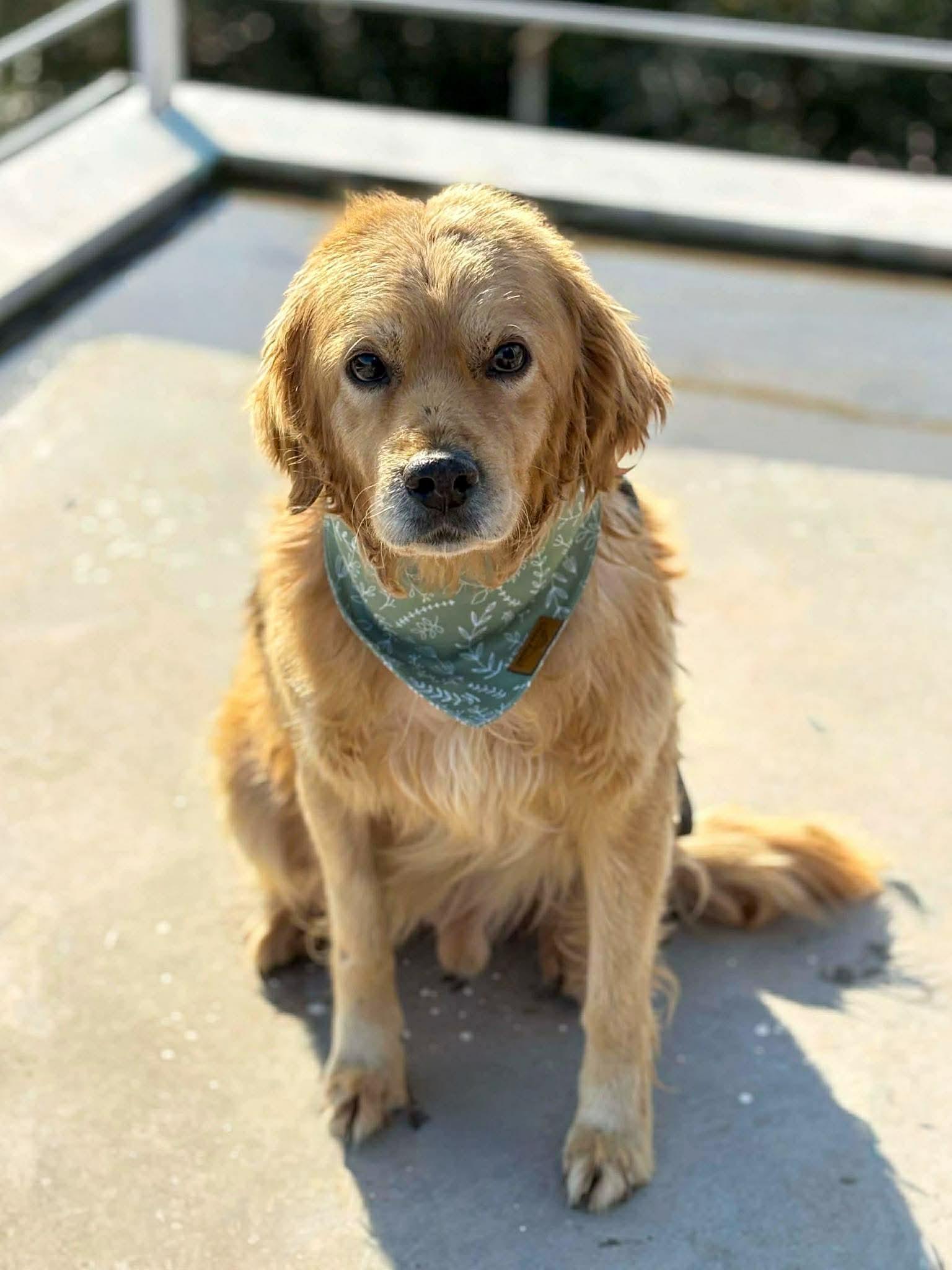 Sawyer, a Adoptable mixed breed in Lincoln, CA image 4/4