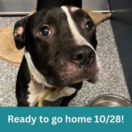 Herky, Adoptable, Adult Male Mixed Breed.