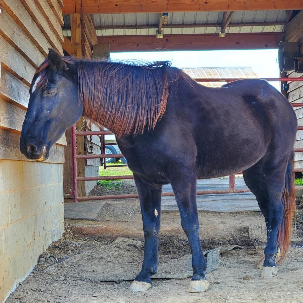 Annagrace, Adoptable, Senior Female Tennessee Walker.