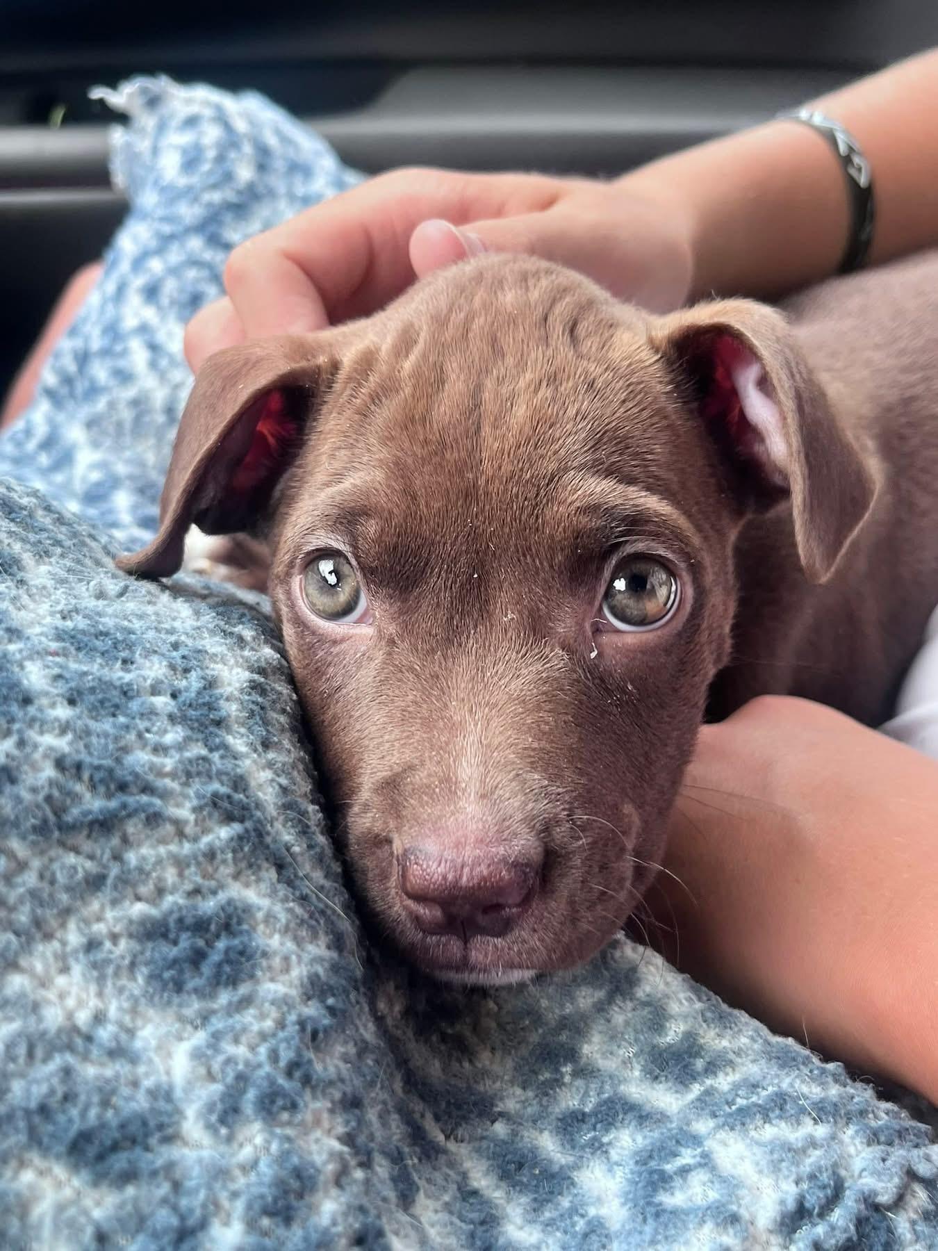 Poppy, Adopted, Puppy Female Chocolate Labrador Retriever & Pit Bull Terrier.