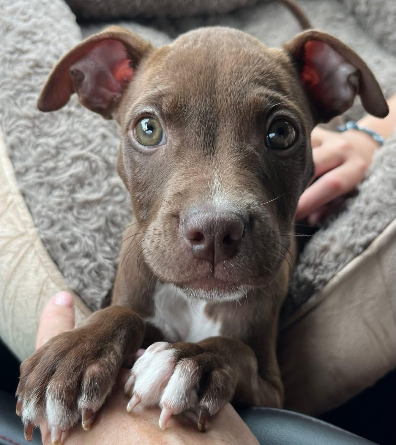 Poppy, Adopted, Puppy Female Chocolate Labrador Retriever & Pit Bull Terrier.