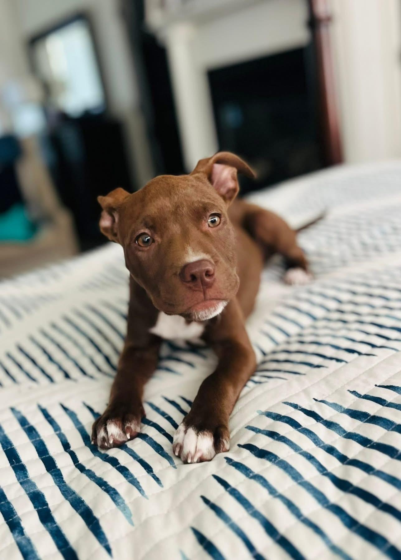 Enlarge Poppy, a Adopted mixed breed in Monroe, NC image 3/6