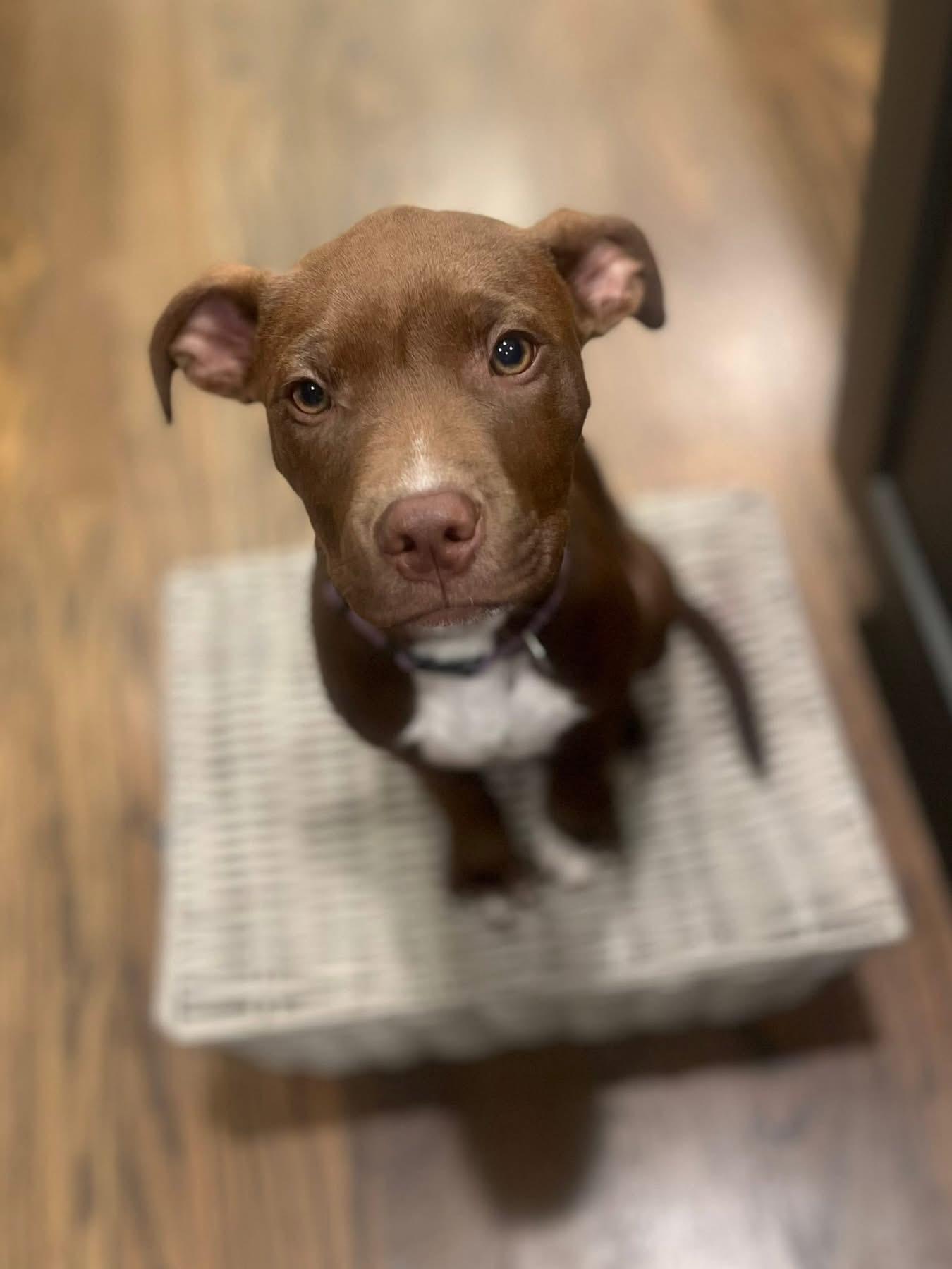 Enlarge Poppy, a Adopted mixed breed in Monroe, NC image 4/6