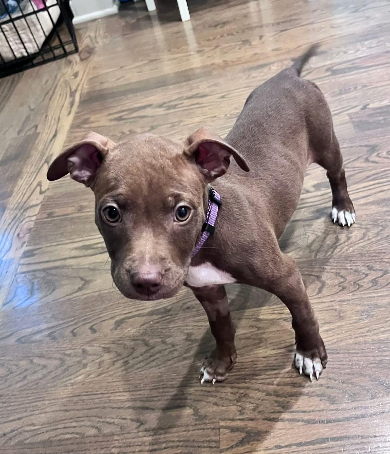 Enlarge Poppy, a Adopted mixed breed in Monroe, NC image 5/6