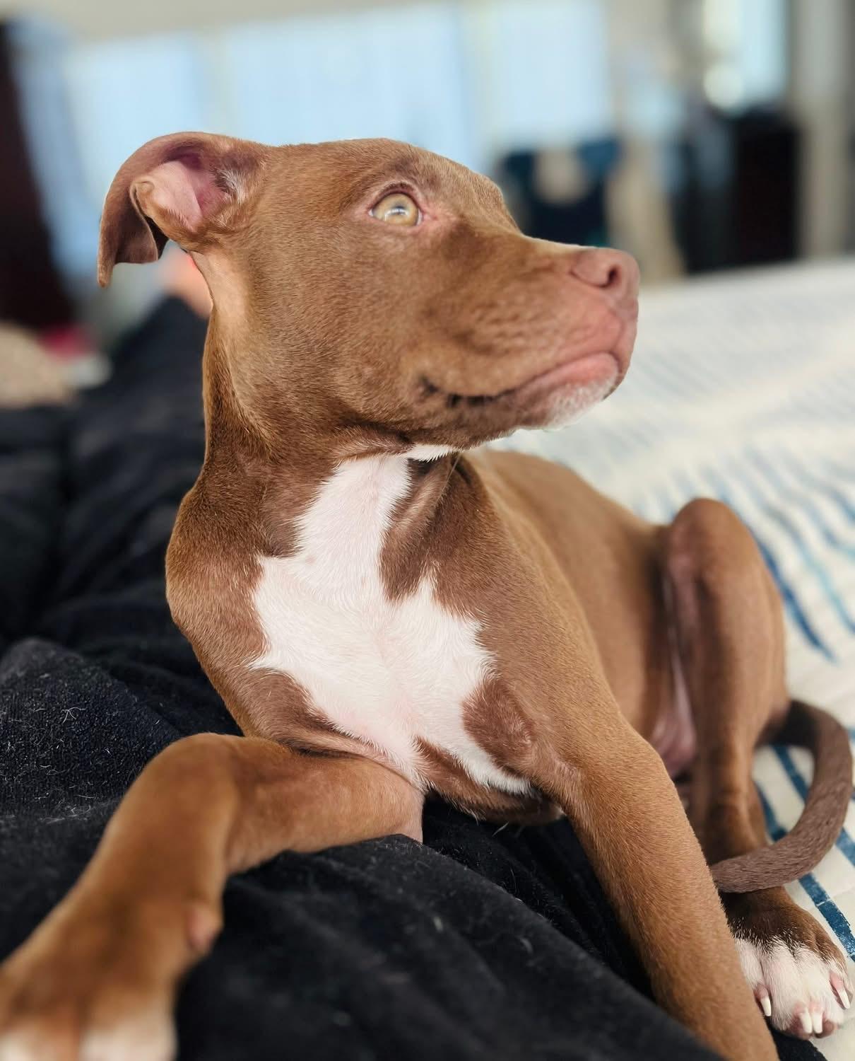 Enlarge Poppy, a Adopted mixed breed in Monroe, NC image 6/6