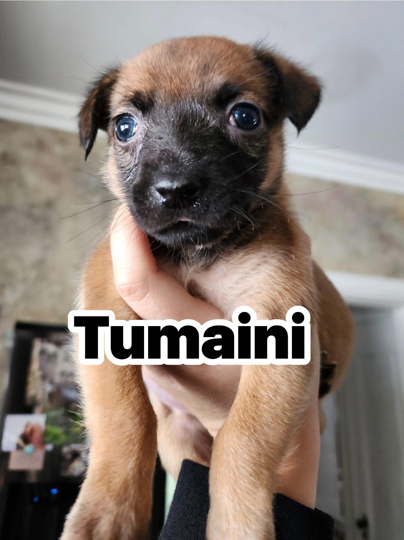 Tumaini, ADOPTABLE, Puppy Female Jack Russell Terrier.