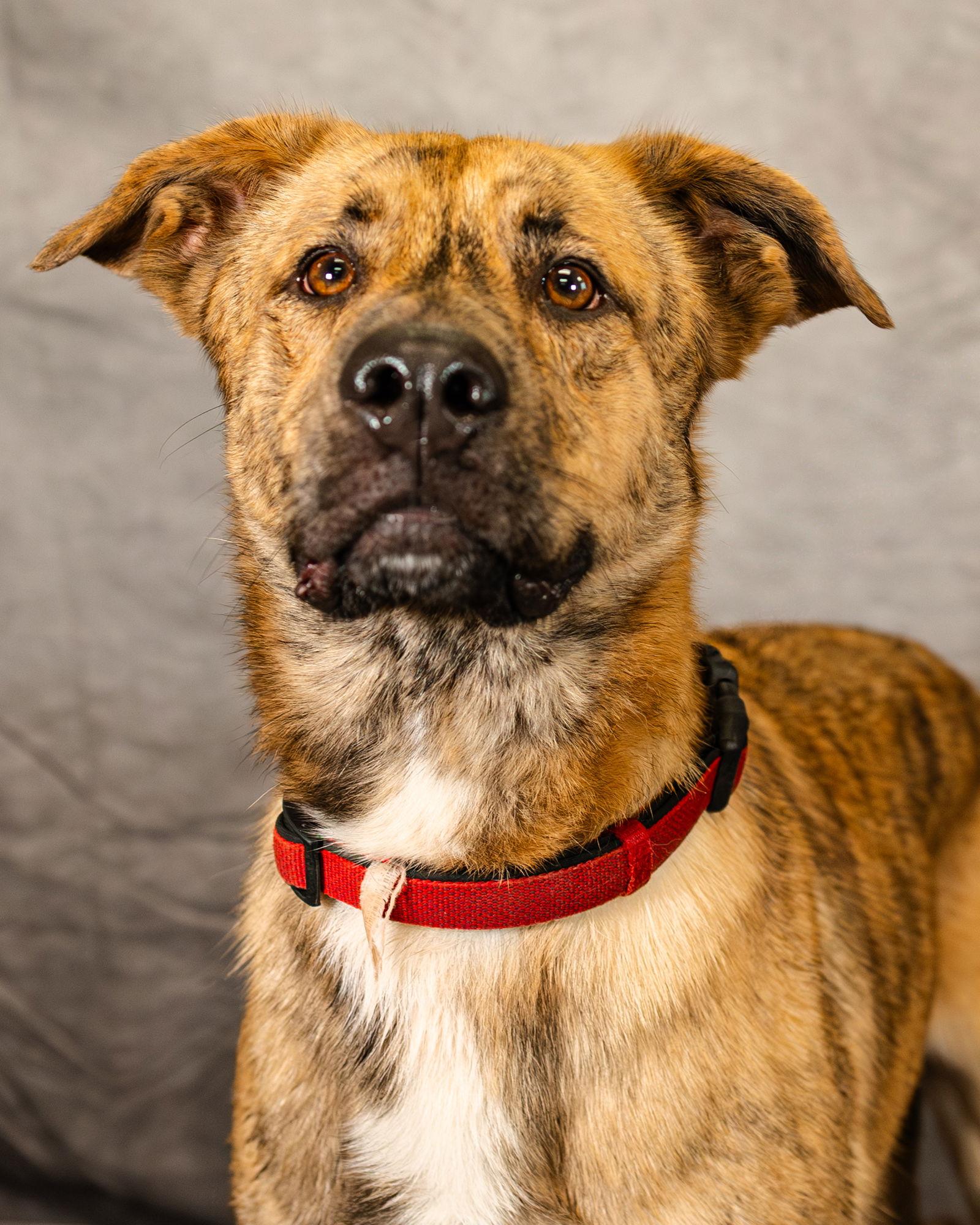 Lando, Adoptable, Young Male German Shepherd Dog & Great Pyrenees.