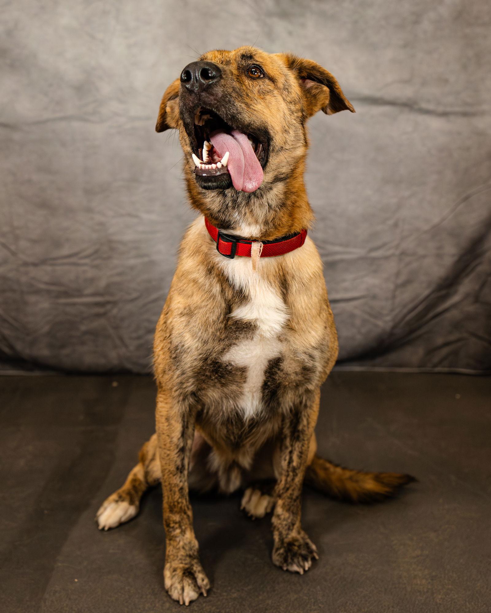 Lando, Adoptable, Young Male German Shepherd Dog & Great Pyrenees.