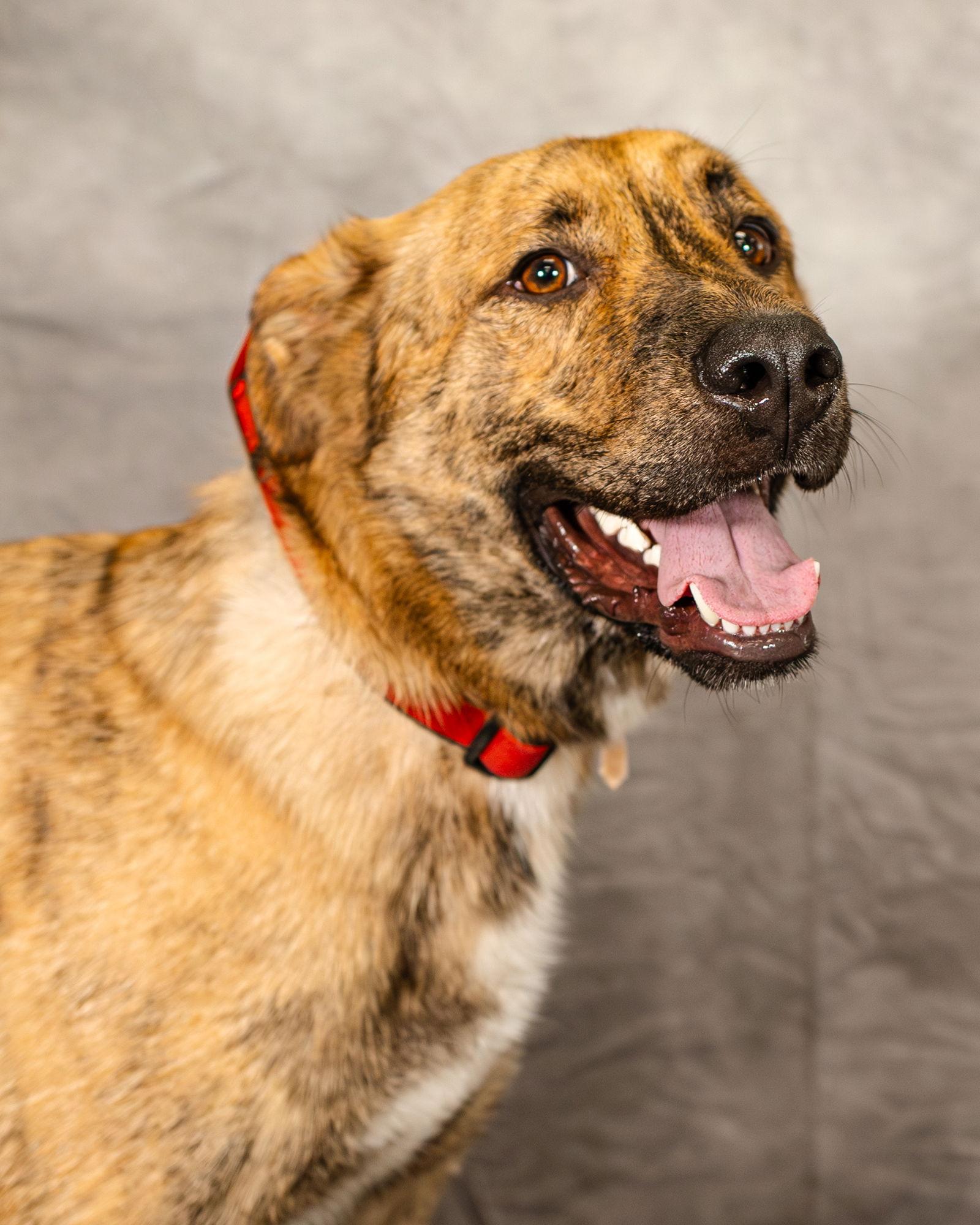 Enlarge Lando, a Adoptable mixed breed in Clinton, OK image 3/3