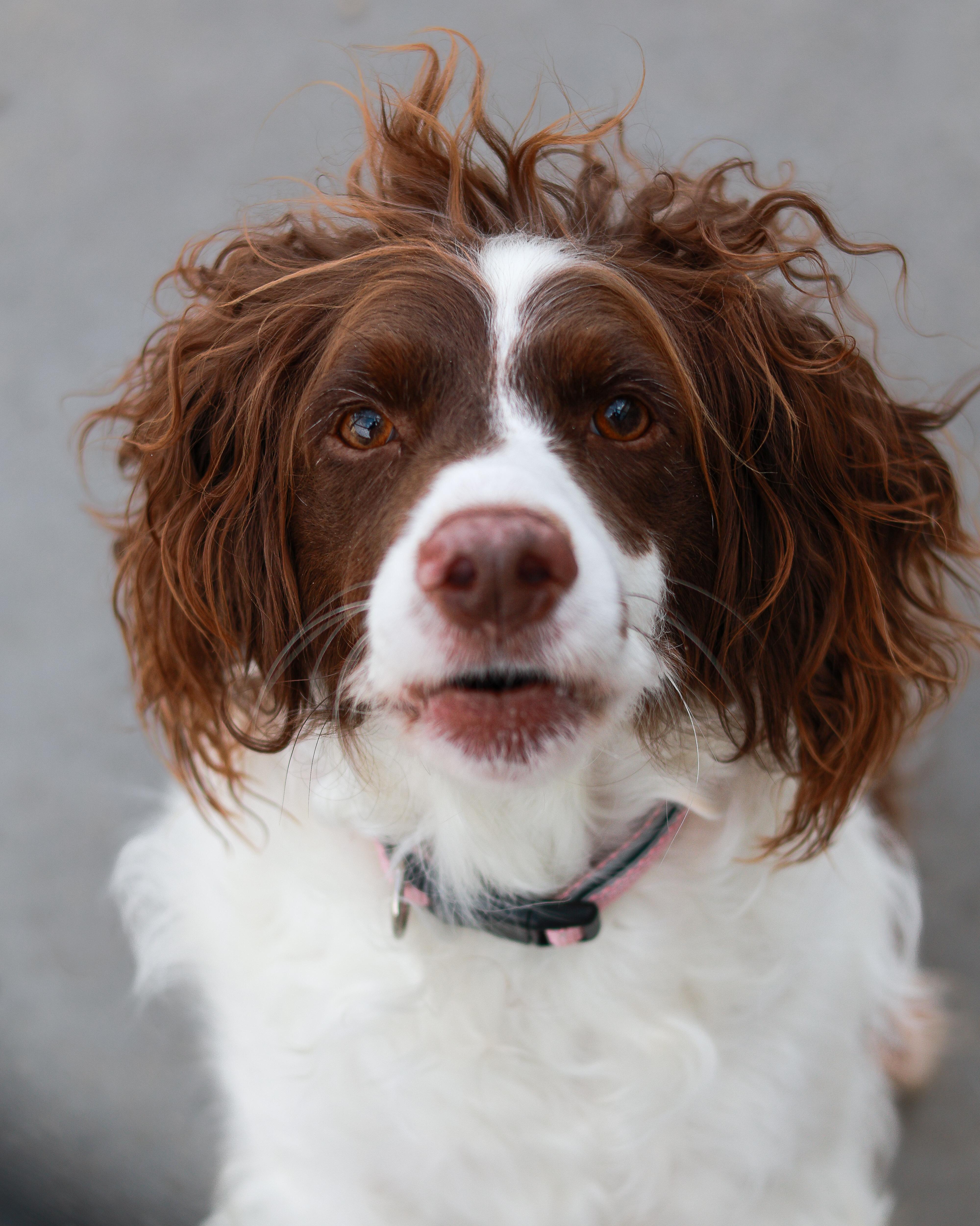 Finnly, ADOPTABLE, Adult Female English Springer Spaniel.