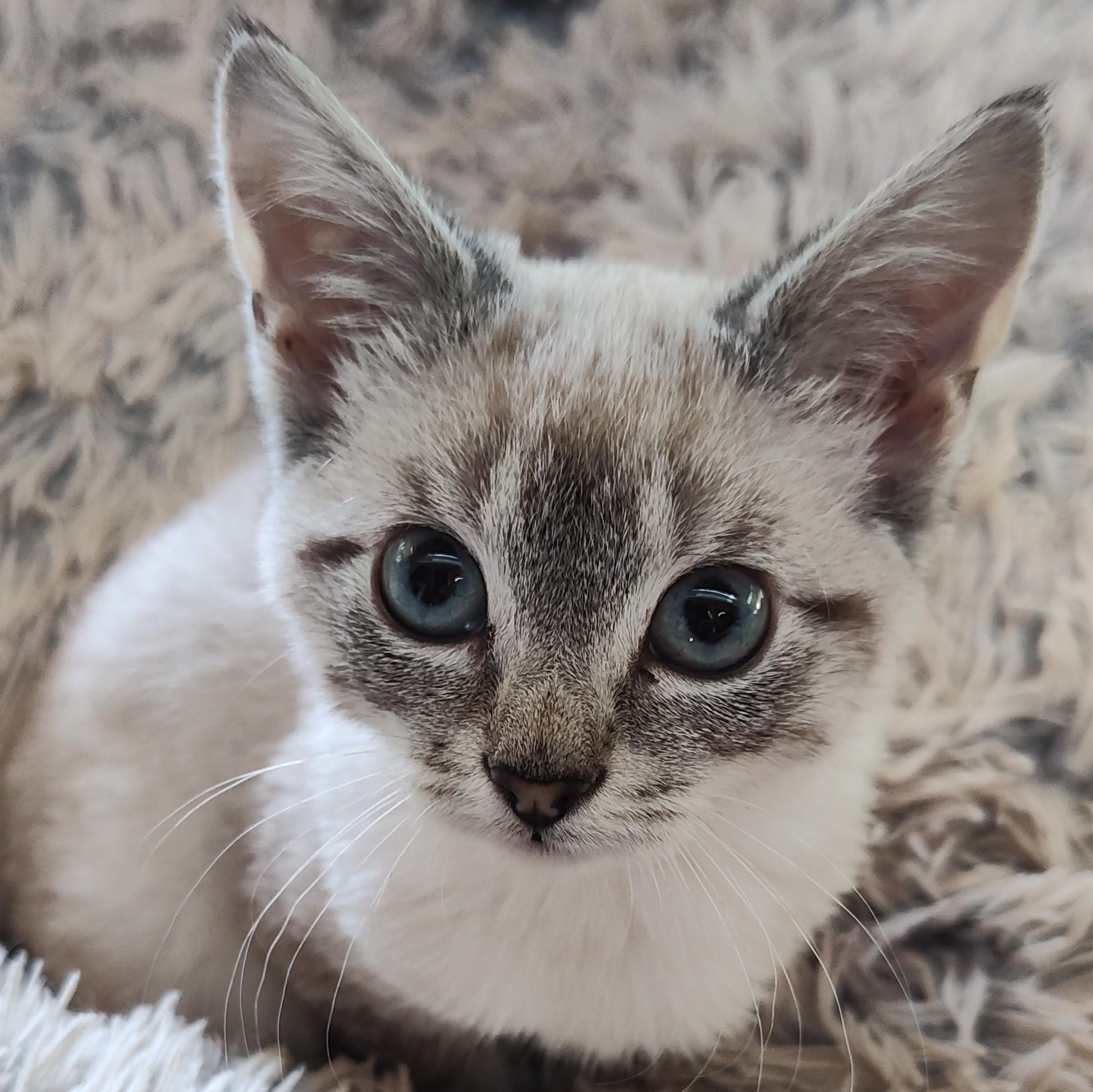 Opal, a Adoptable Siamese in Huntington, MA image 4/5