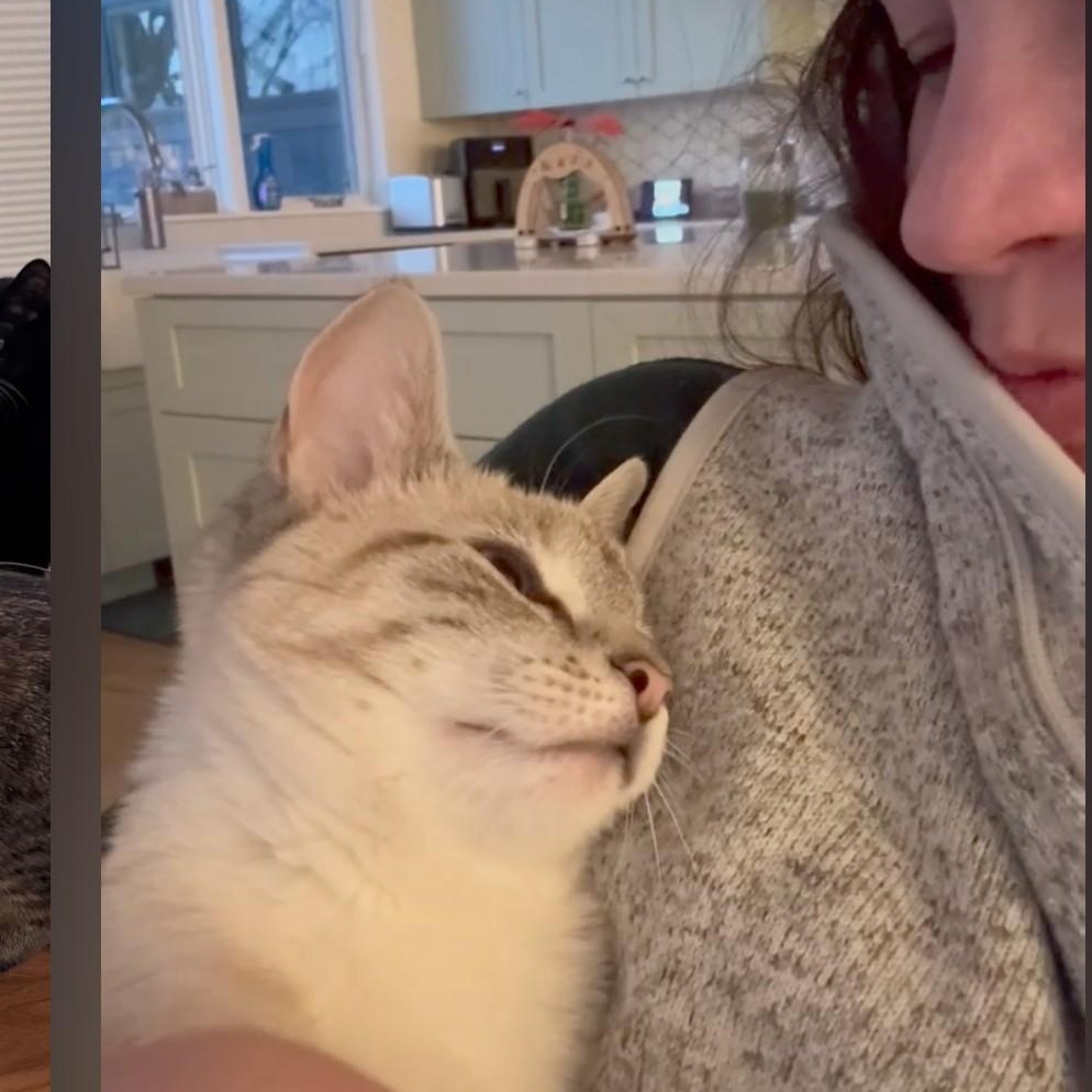 Opal, Adoptable, Young Female Siamese.