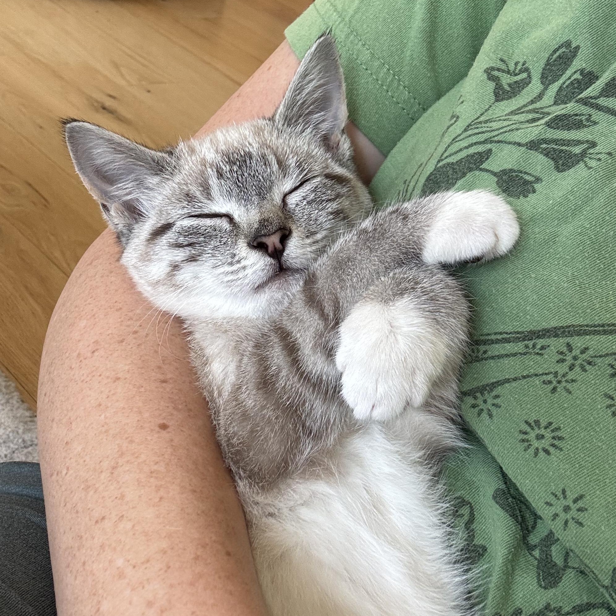 Opal, a Adoptable Siamese in Huntington, MA image 2/5