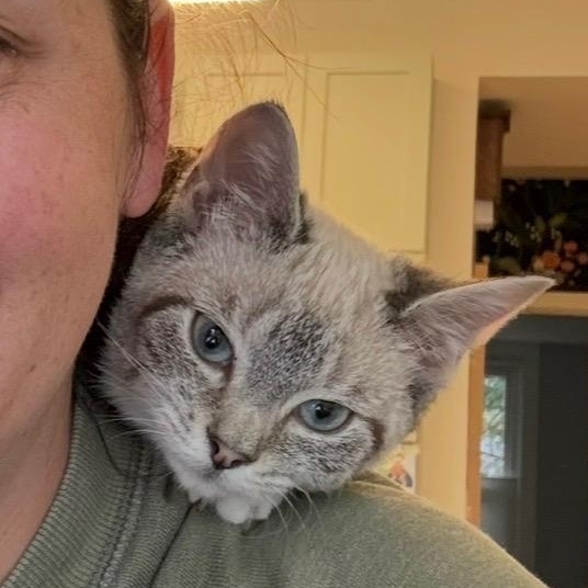 Enlarge Opal, a Adoptable Siamese in Huntington, MA image 5/6