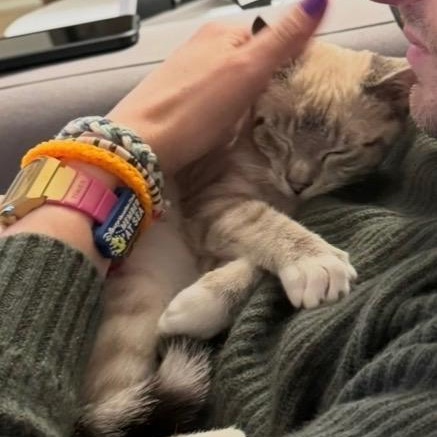 Enlarge Opal, a Adoptable Siamese in Huntington, MA image 3/6