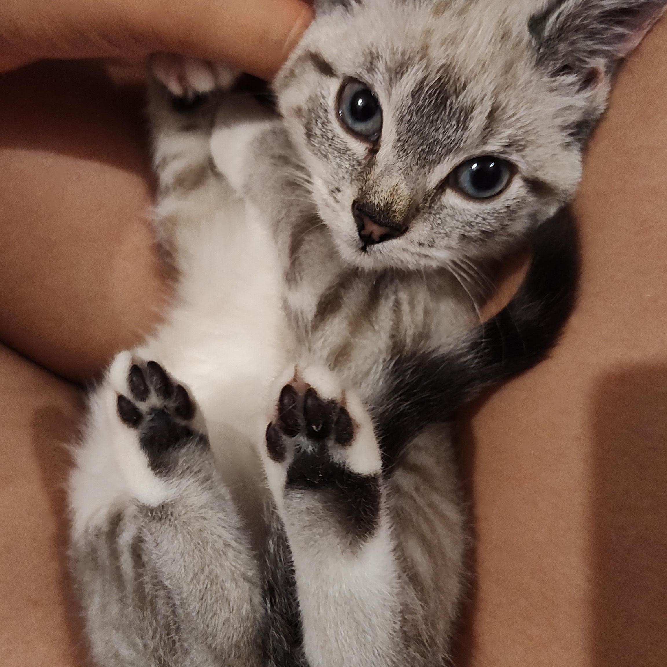 Opal, a Adoptable Siamese in Huntington, MA image 3/5