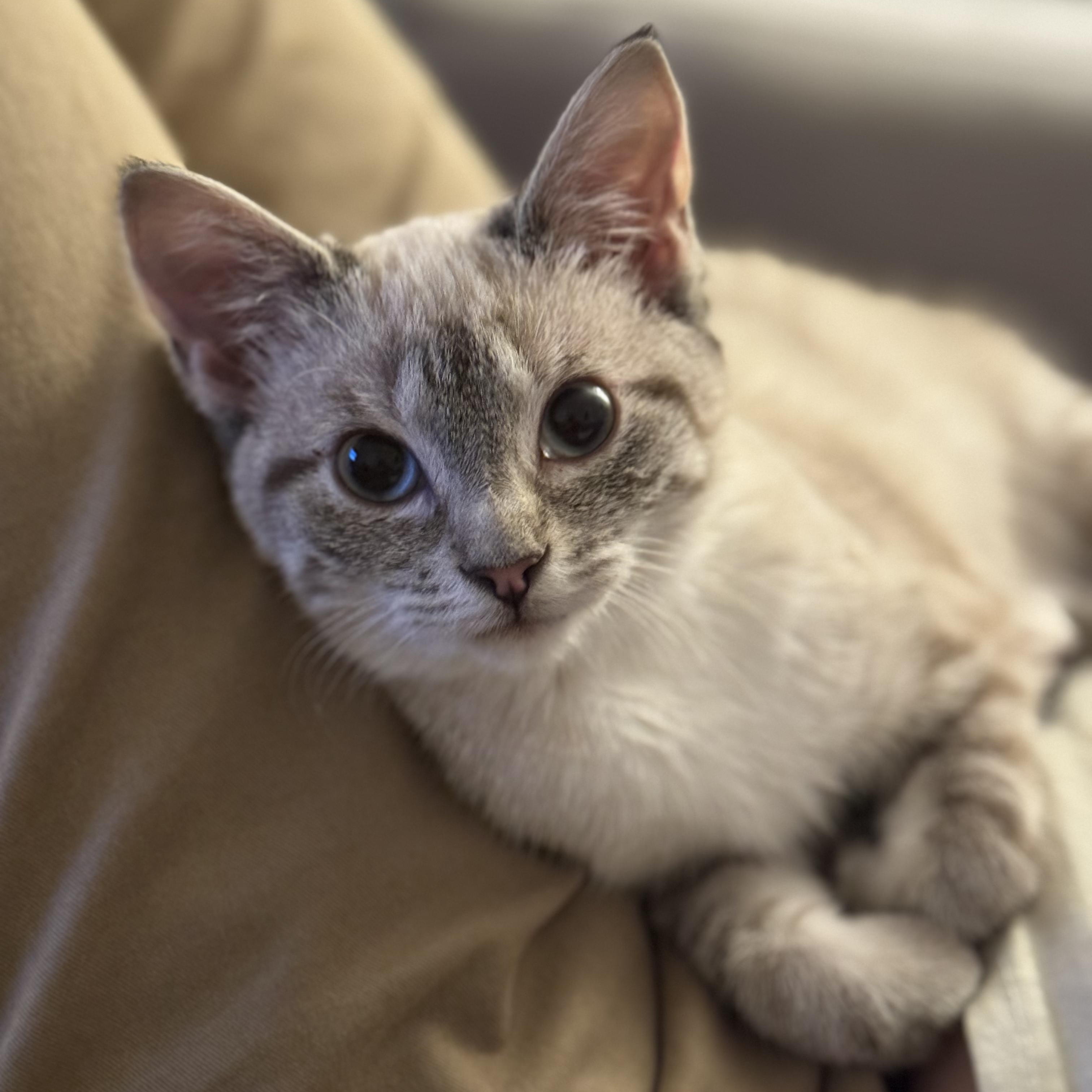 Enlarge Opal, a Adoptable Siamese in Huntington, MA image 2/6