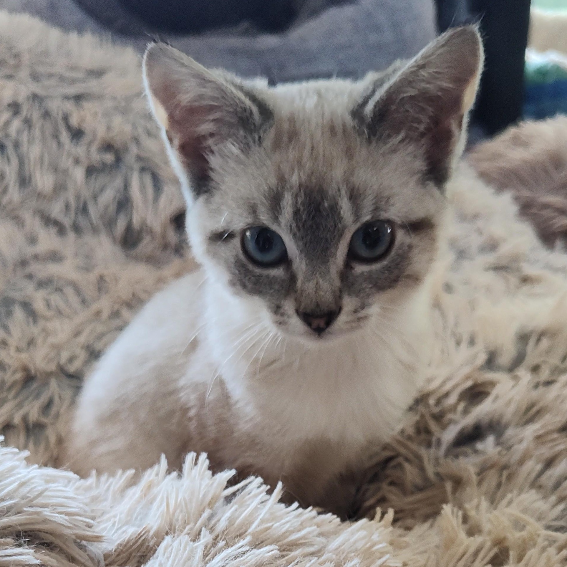 Opal, a Adoptable Siamese in Huntington, MA image 5/5