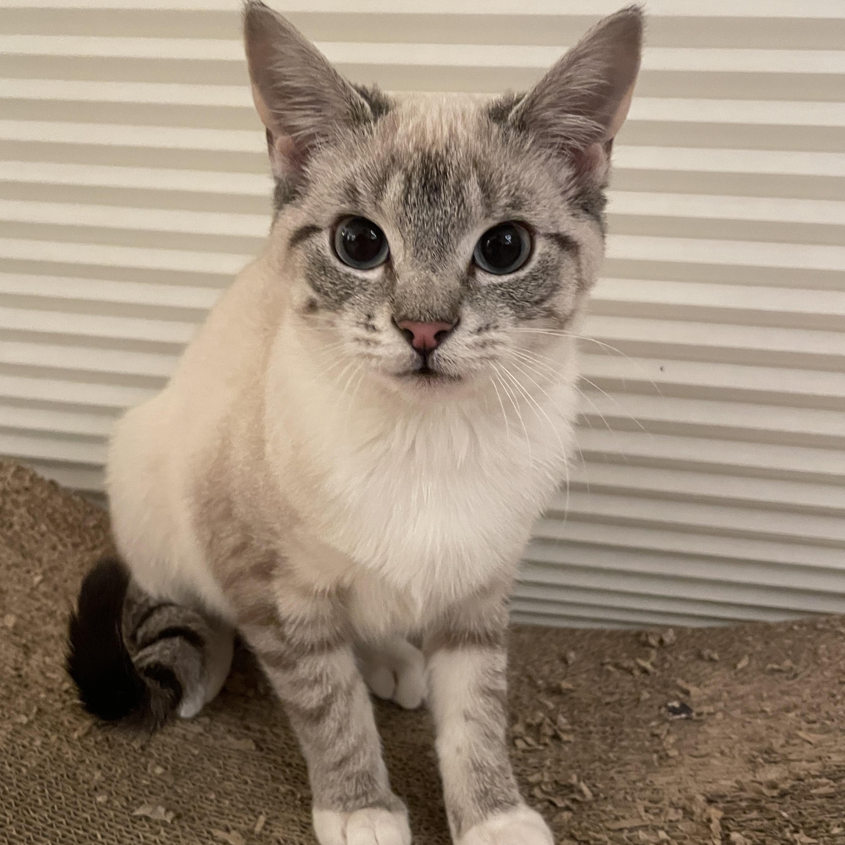 Enlarge Opal, a Adoptable Siamese in Huntington, MA image 6/6