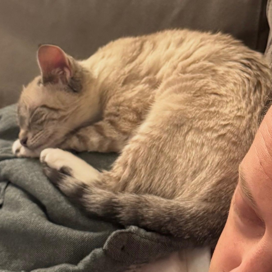 Enlarge Opal, a Adoptable Siamese in Huntington, MA image 4/6