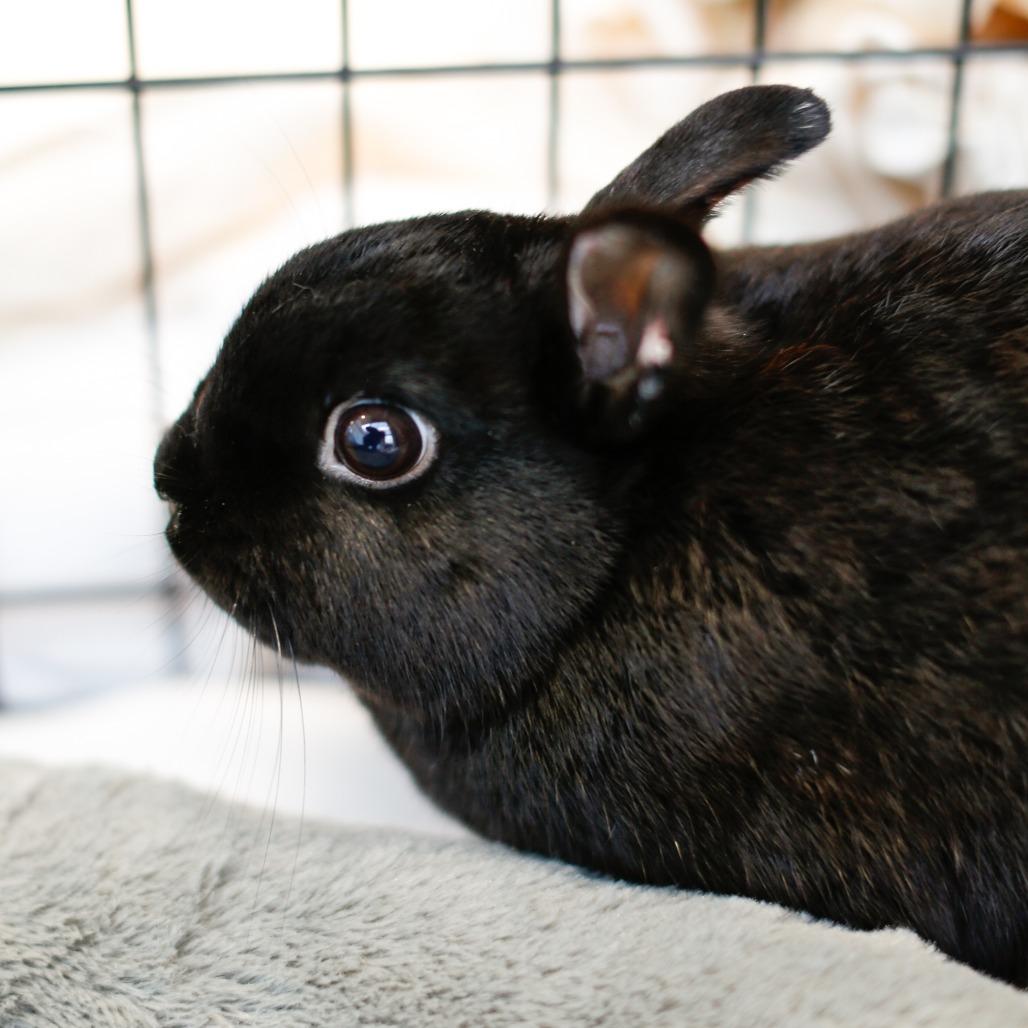 Enlarge Night, a Adoptable Netherland Dwarf in Dover, NH image 1/3