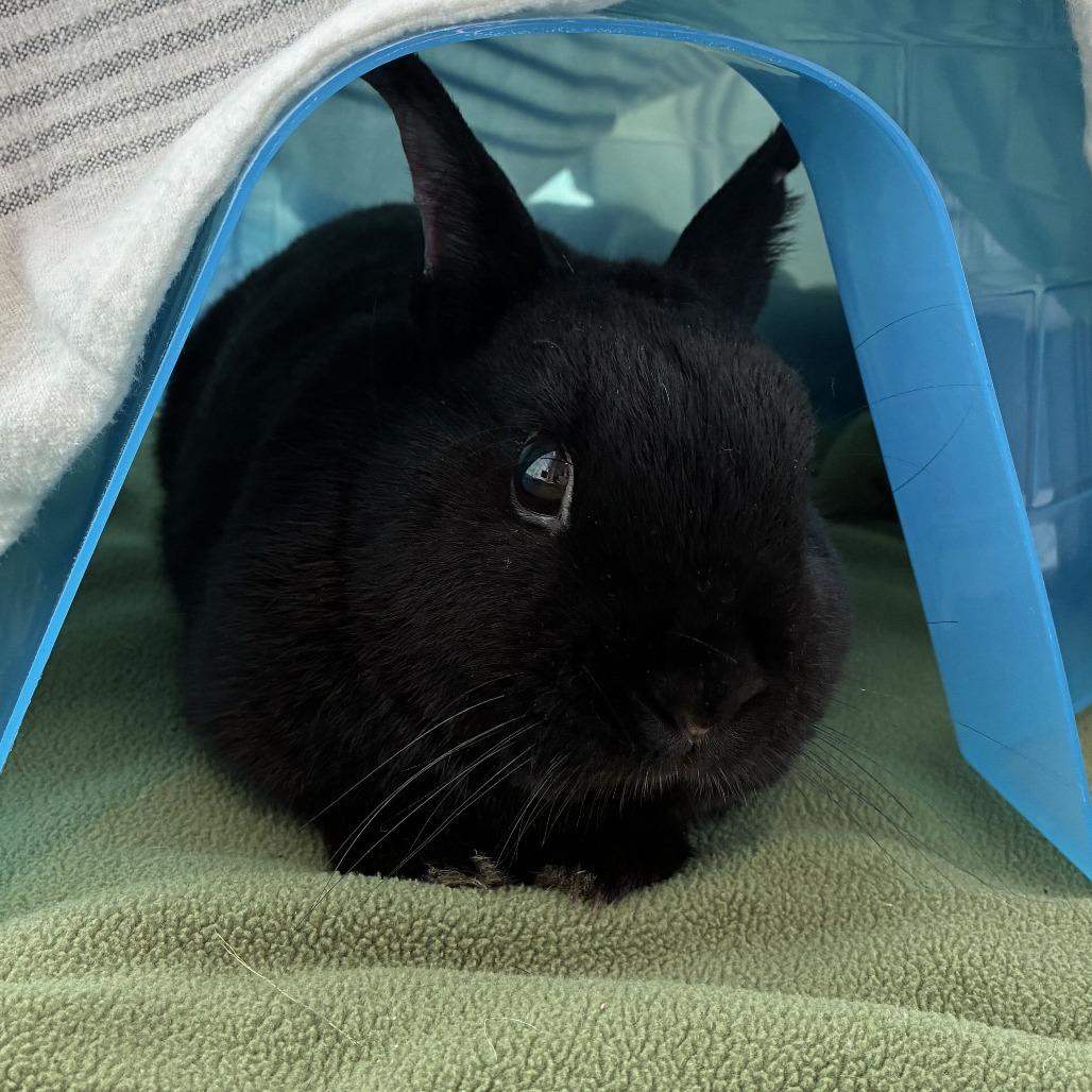 Enlarge Night, a Adoptable Netherland Dwarf in Dover, NH image 2/3