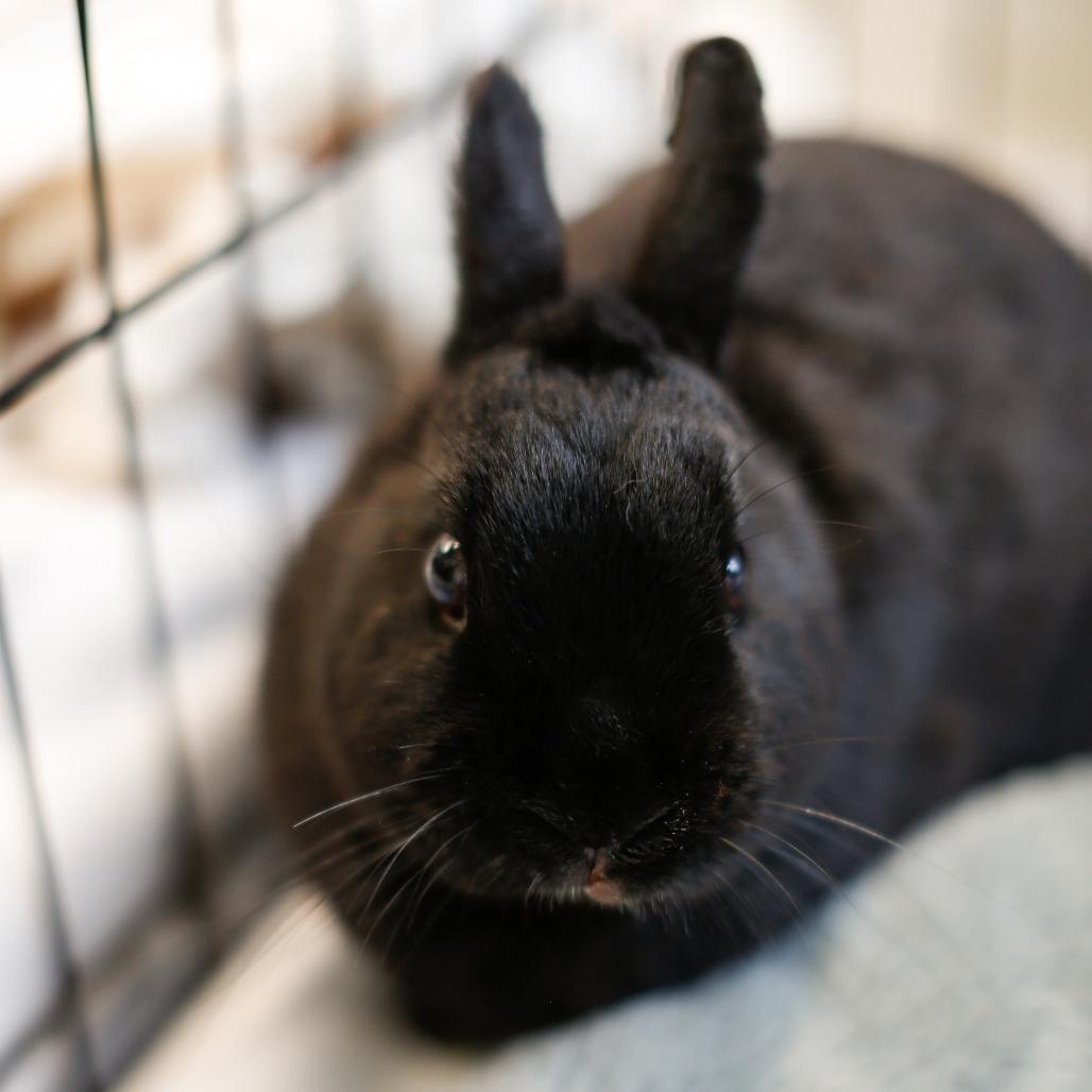 Enlarge Night, a Adoptable Netherland Dwarf in Dover, NH image 3/3