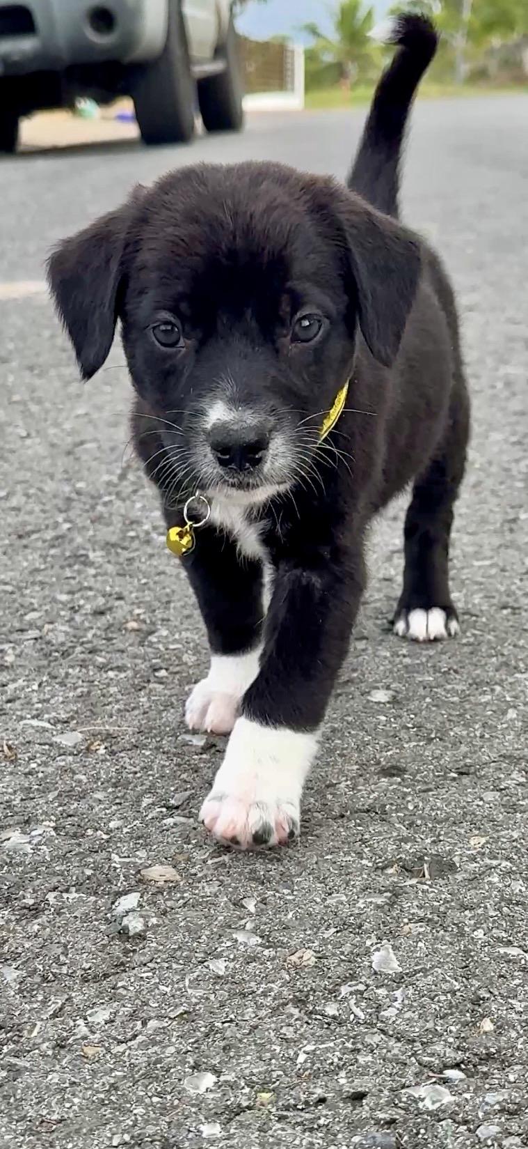 Enlarge  Ms. Socks - Loving, Girl Puppy *LOW FEE $200*, a Adoptable mixed breed in Fort Lauderdale, FL image 4/6