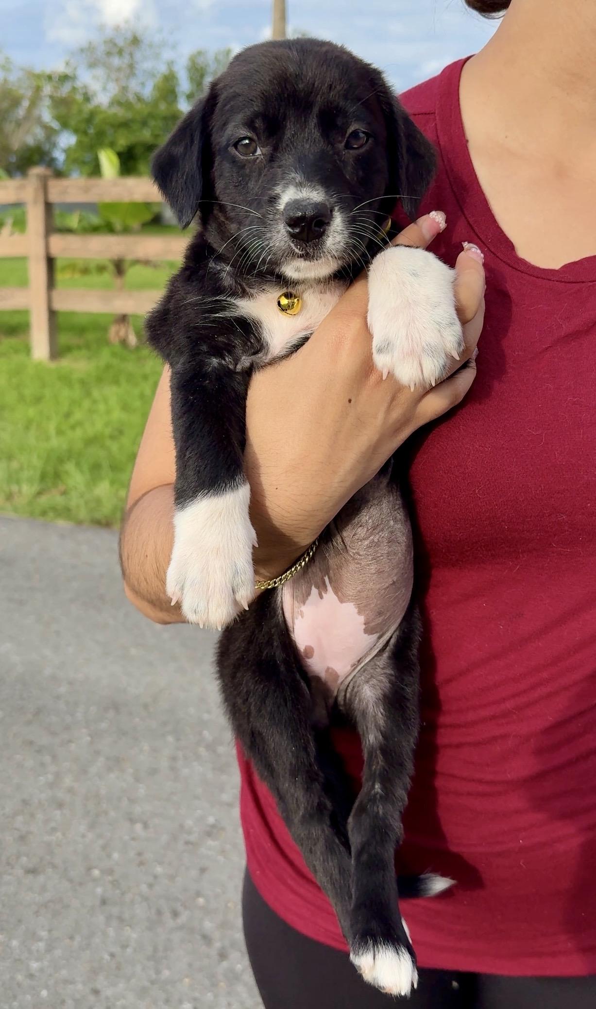 Enlarge  Ms. Socks - Loving, Girl Puppy *LOW FEE $200*, a Adoptable mixed breed in Fort Lauderdale, FL image 5/6