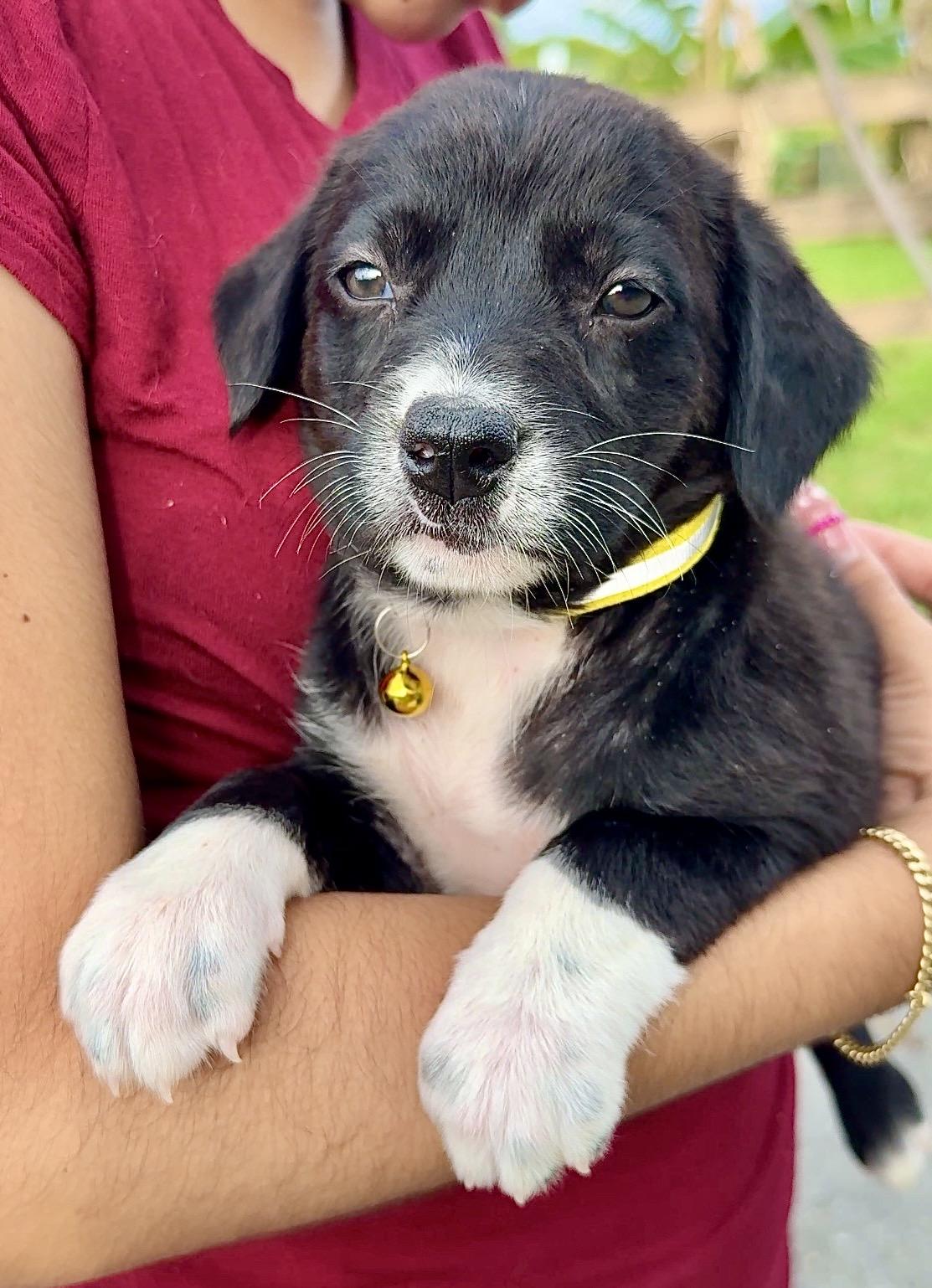Enlarge  Ms. Socks - Loving, Girl Puppy *LOW FEE $200*, a Adoptable mixed breed in Fort Lauderdale, FL image 1/6