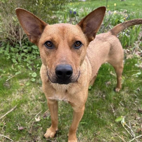 Mister Rocky (20241120-04)