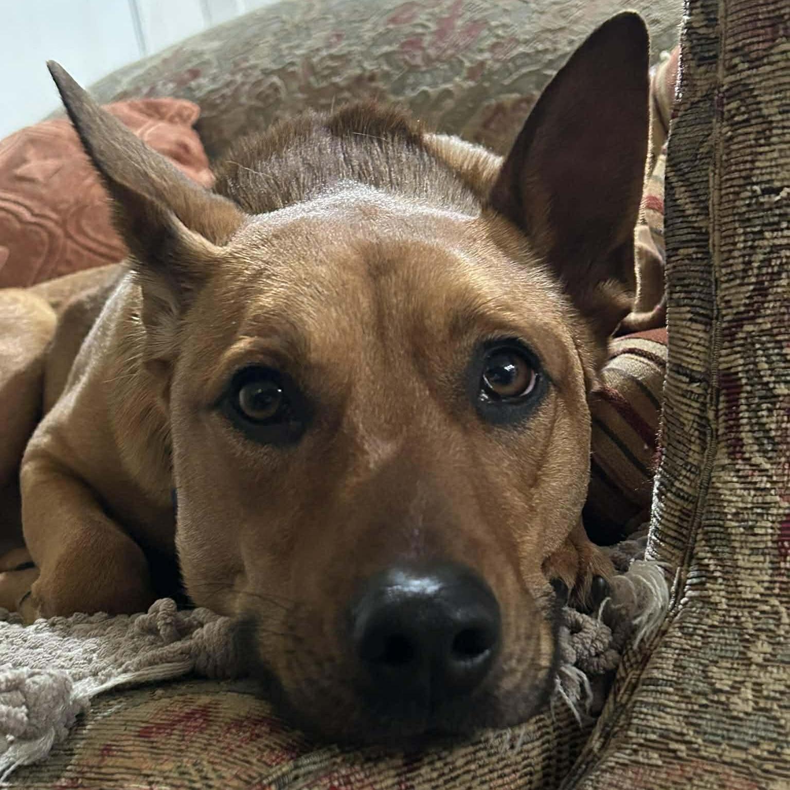 Mister Rocky (20241120-04) — thumbnail 2