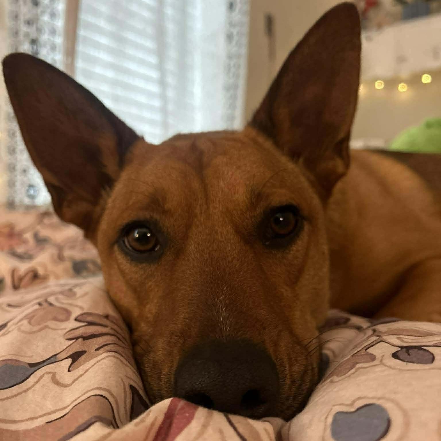 Mister Rocky (20241120-04) — thumbnail 4