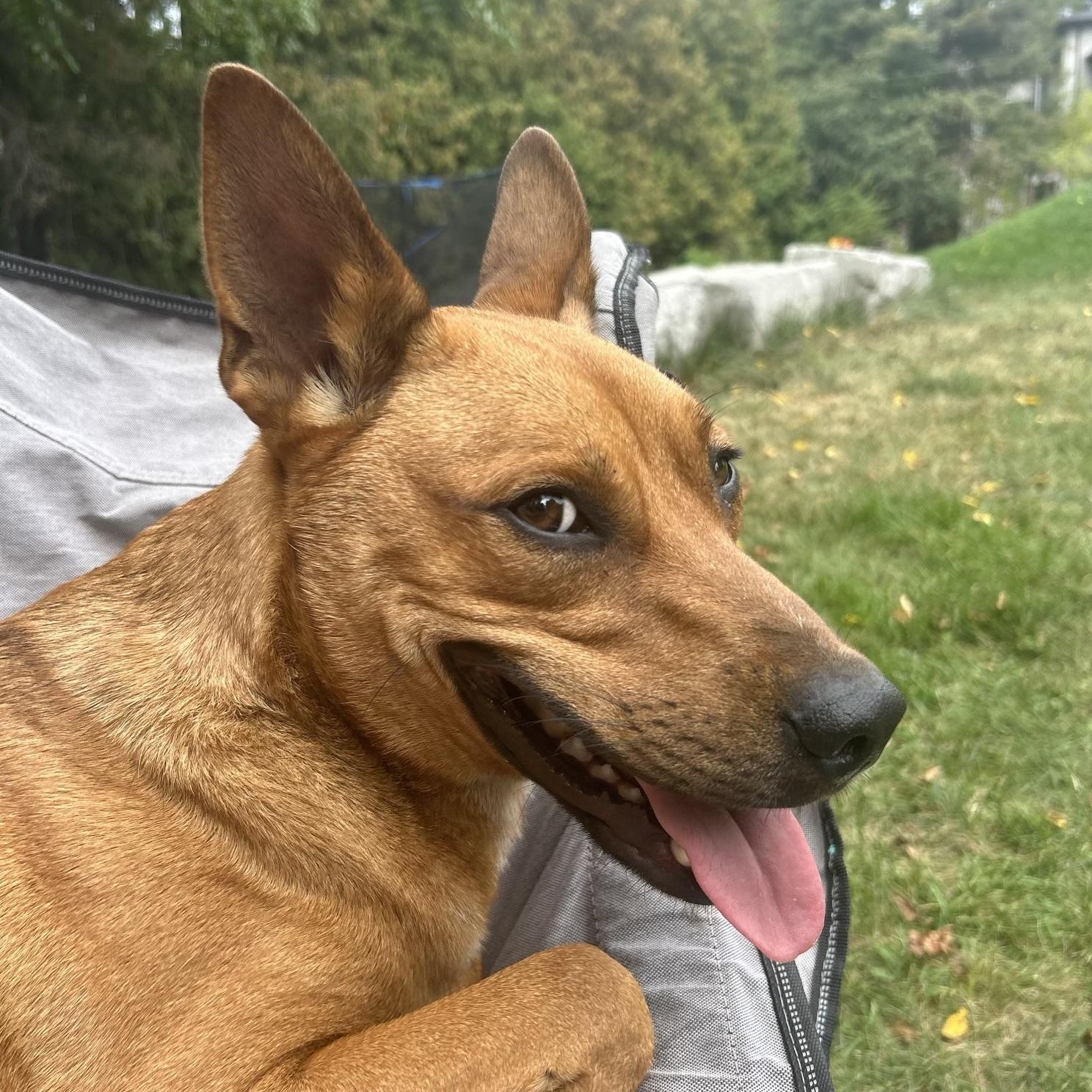 Mister Rocky (20241120-04) — thumbnail 5