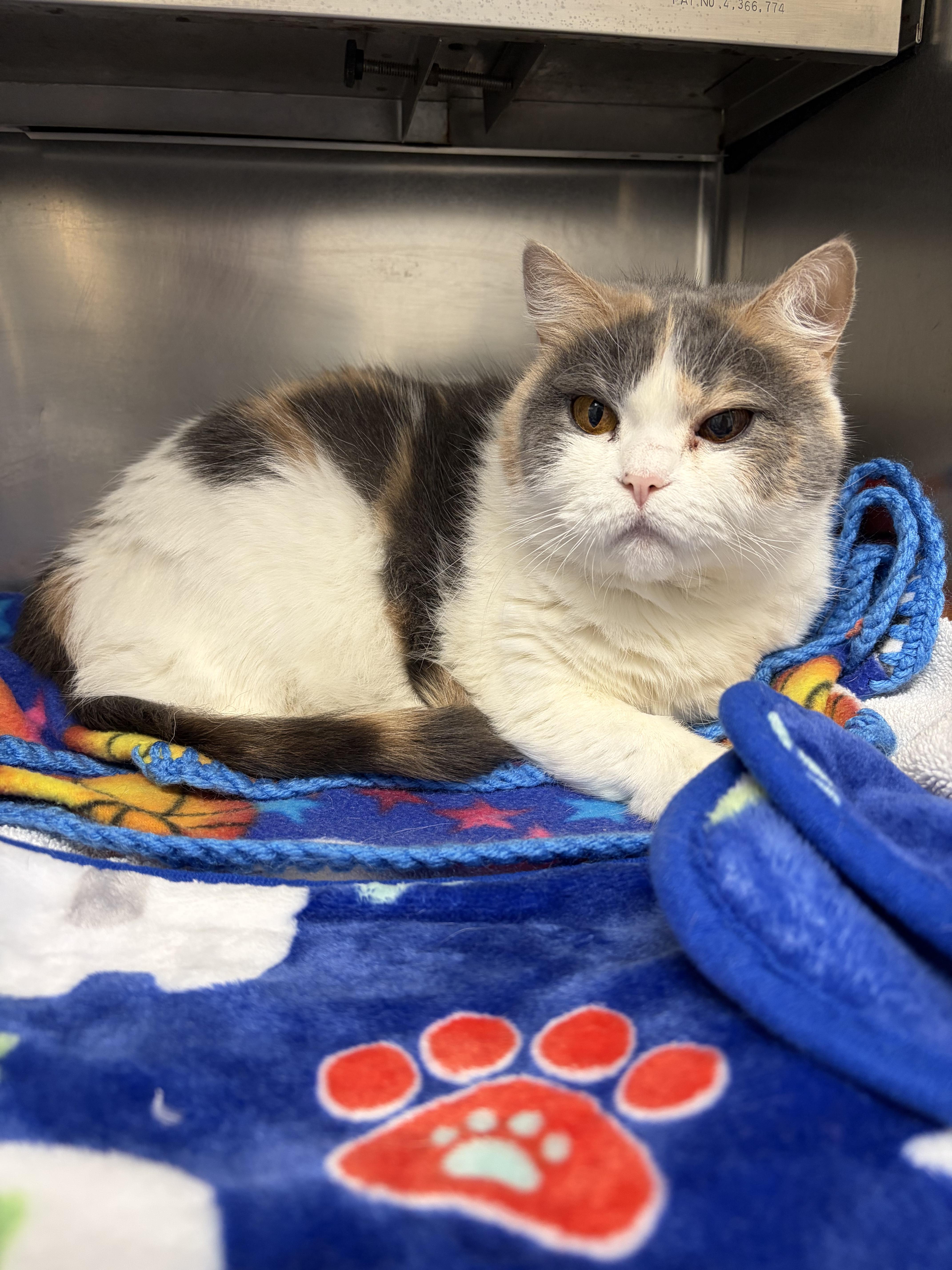 Enlarge Calypso, a ADOPTABLE Calico in Cranston, RI image 1/1