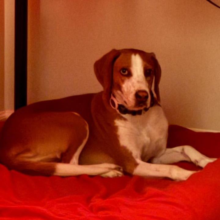 Enlarge Marzipan, a Adoptable mixed breed in Aldie, VA image 1/6